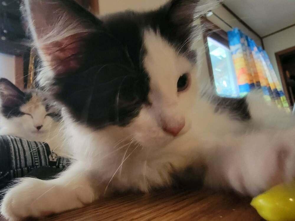 Enlarge Marina, a Adoptable Domestic Long Hair in Emporia, KS image 5/5