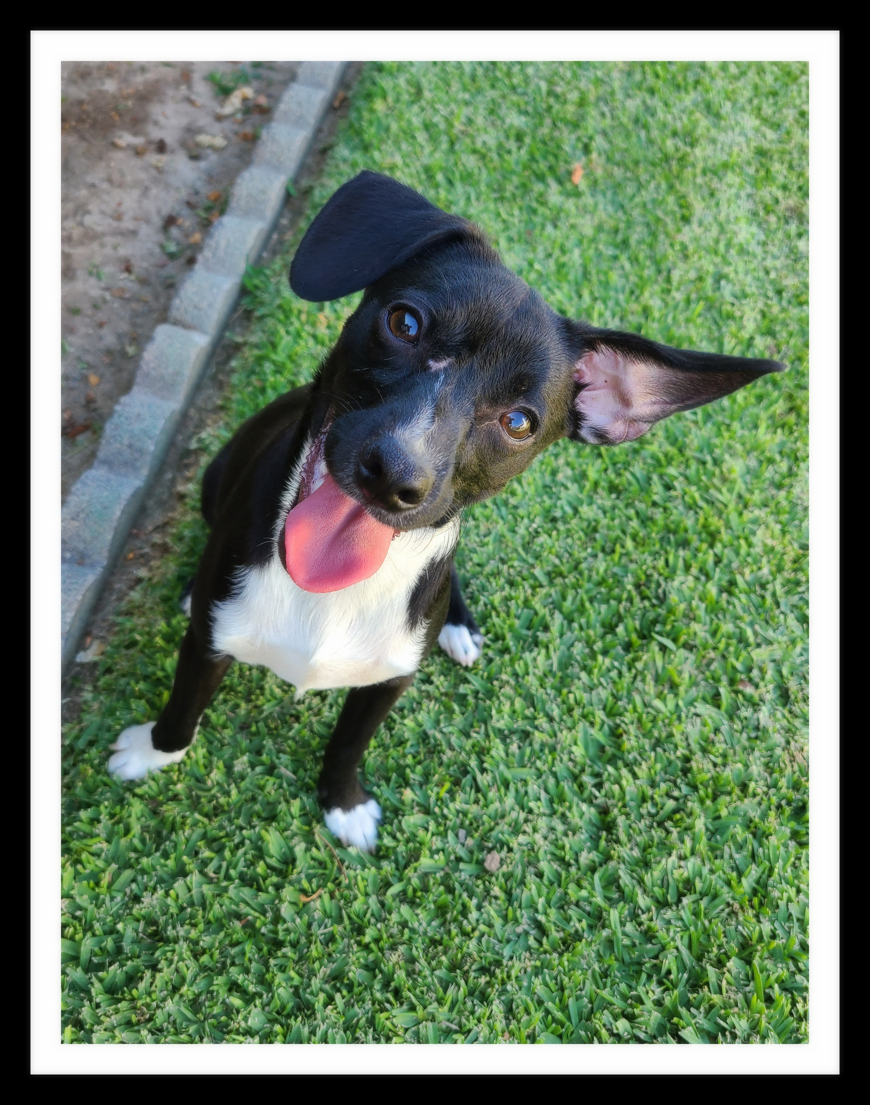 ANISE ( PLEASE submit an application @ southernstaranimalrescue.org)