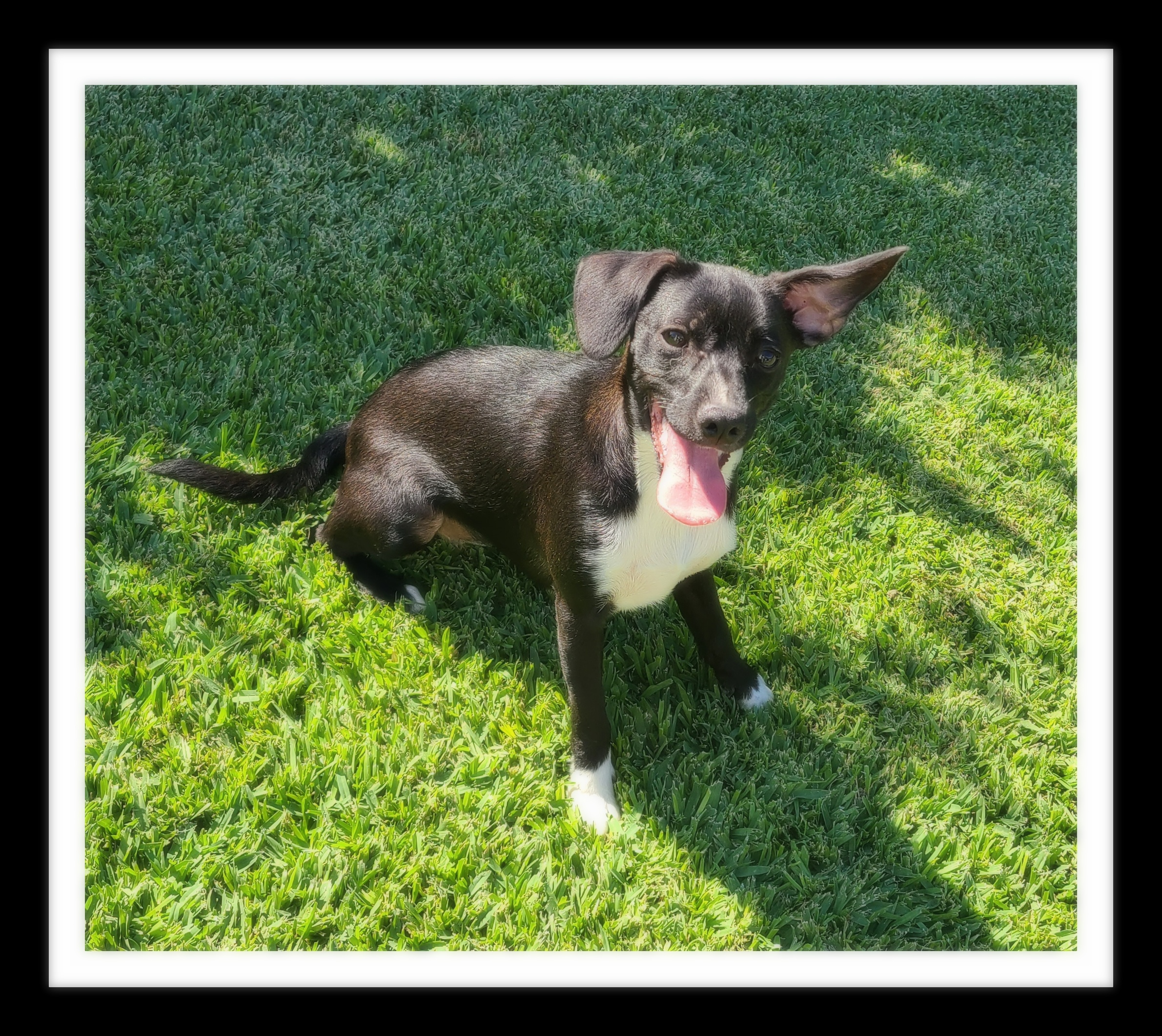 ANISE ( PLEASE submit an application @ southernstaranimalrescue.org)