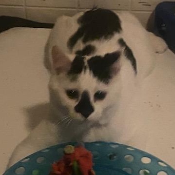 Bisquit, Adoptable, Young Male Domestic Short Hair.