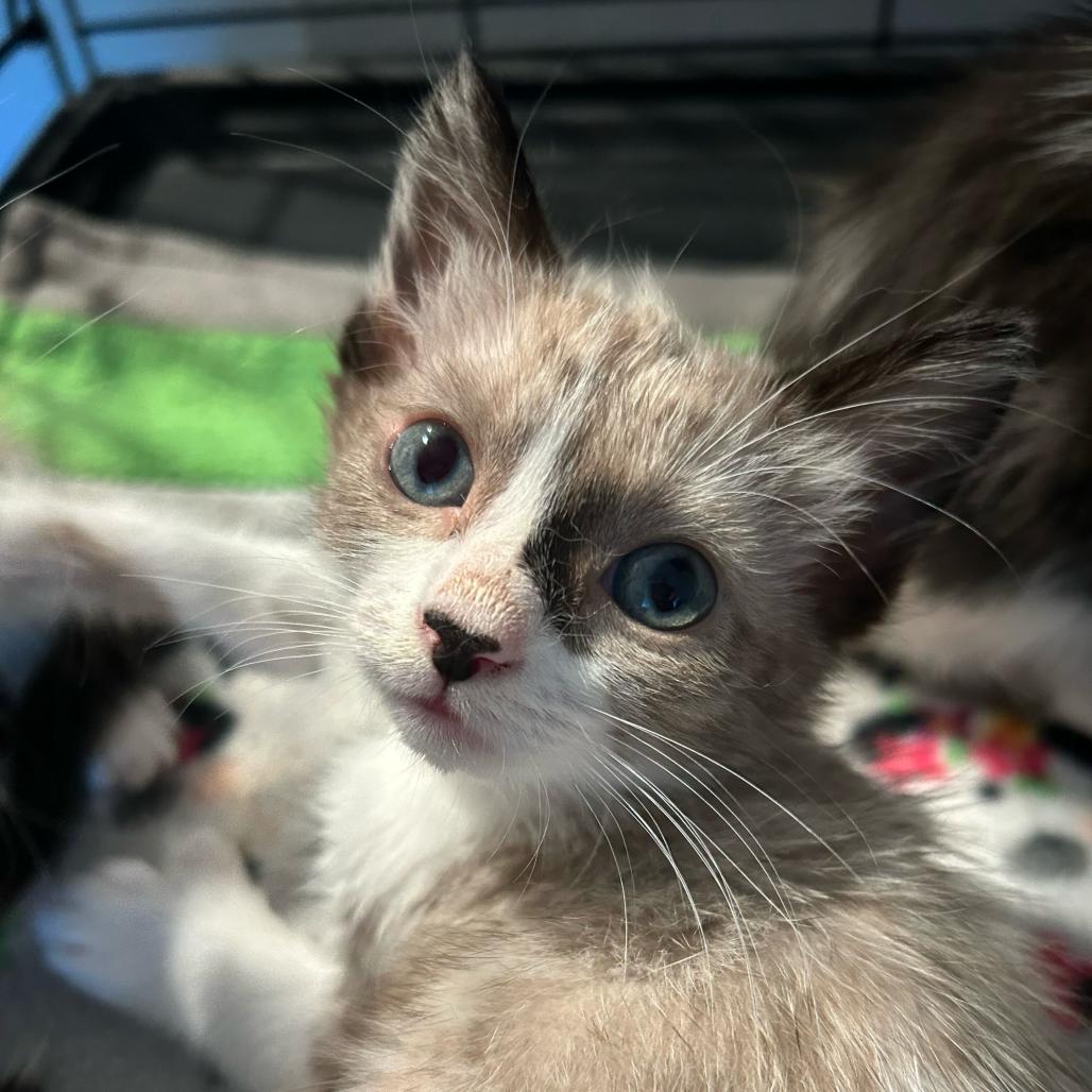 Mittens, Adoptable, Kitten Female Domestic Short Hair & Siamese.