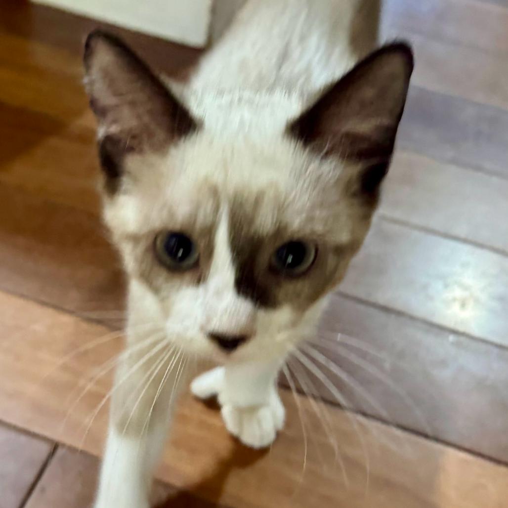 Enlarge Mittens, a Adoptable mixed breed in Escondido, CA image 2/5