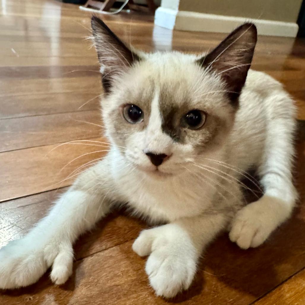 Enlarge Mittens, a Adoptable mixed breed in Escondido, CA image 5/5