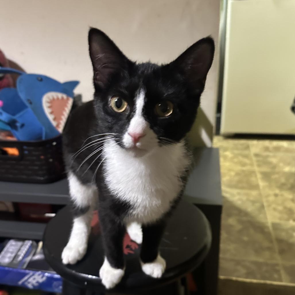 Fluffy, a Adoptable Domestic Short Hair in Aberdeen, NC image 1/3