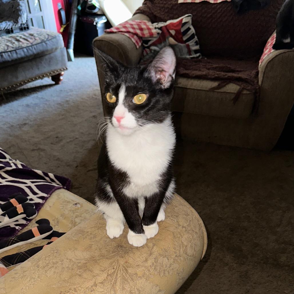 Fluffy, a Adoptable Domestic Short Hair in Aberdeen, NC image 2/3