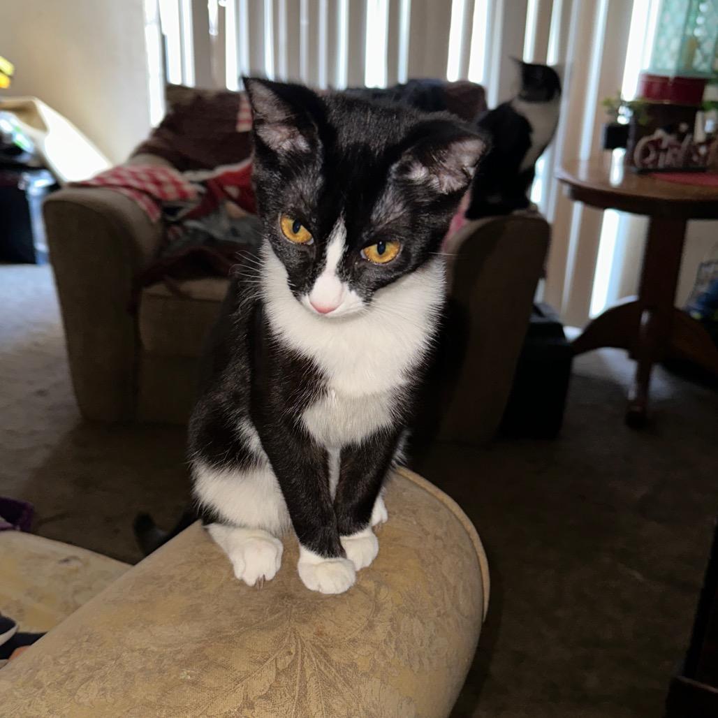 Fluffy, a Adoptable Domestic Short Hair in Aberdeen, NC image 3/3