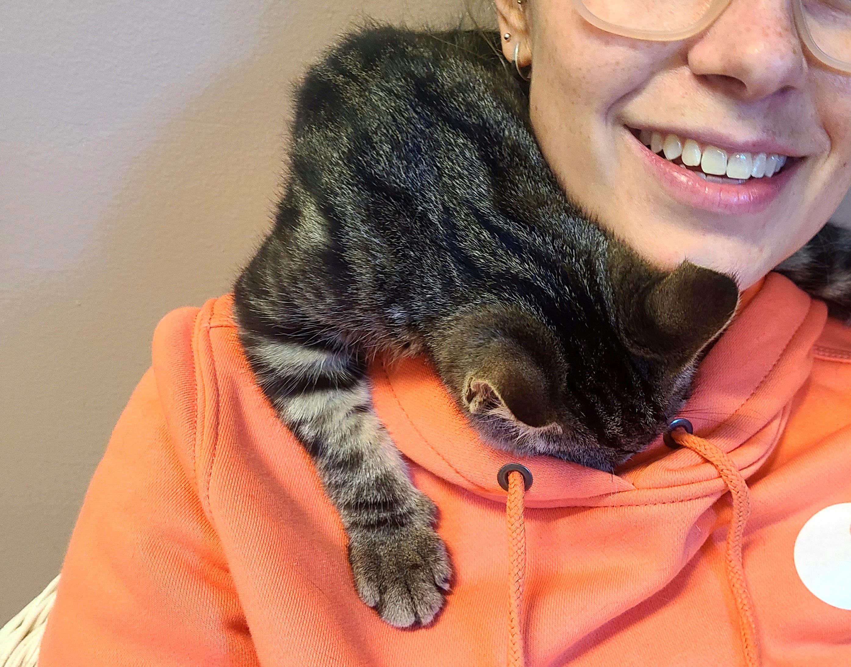 Enlarge Junior, a Adoptable Domestic Short Hair in Kirkland, WA image 2/2