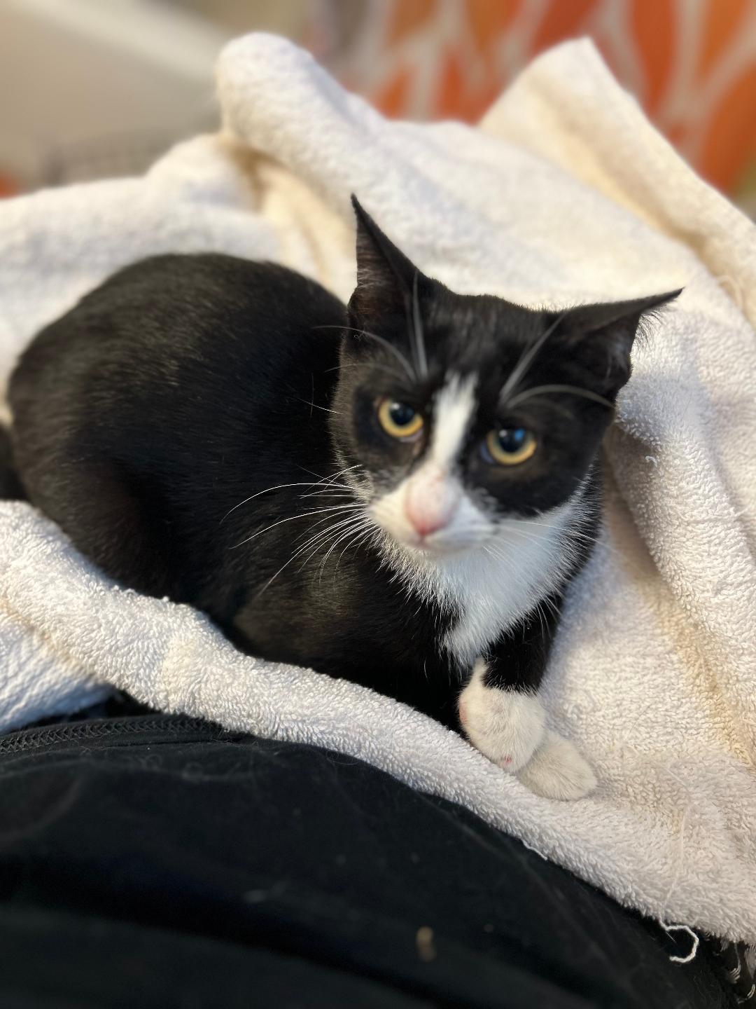 Enlarge Chuckles, a Adoptable Domestic Short Hair in Sayreville, NJ image 2/2