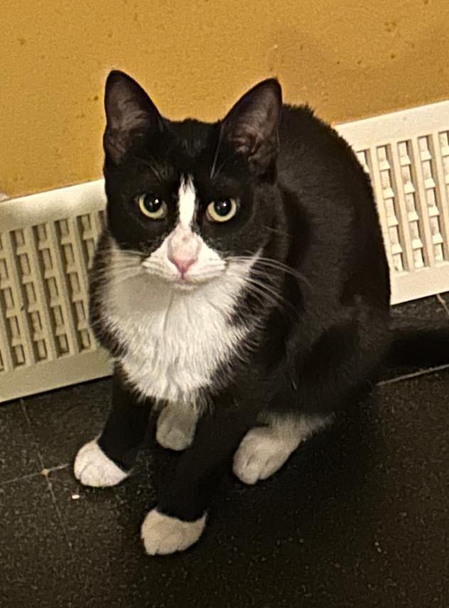 Enlarge Chuckles, a Adoptable Domestic Short Hair in Sayreville, NJ image 1/2