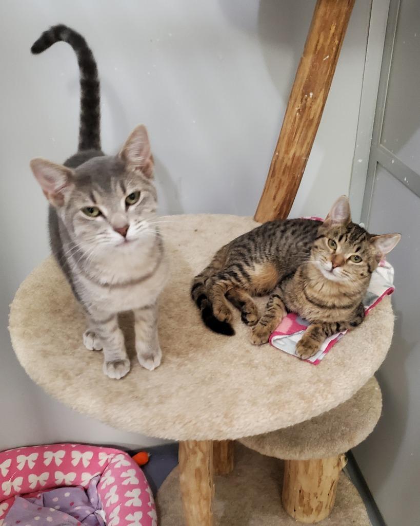 Enlarge Ned and Zip (F), a Adoptable mixed breed in Rockford, IL image 1/2