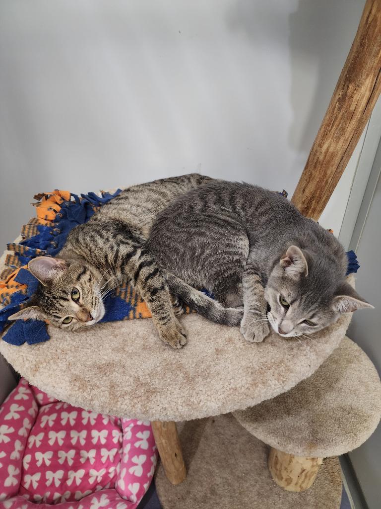 Enlarge Ned and Zip (F), a Adoptable mixed breed in Rockford, IL image 2/2
