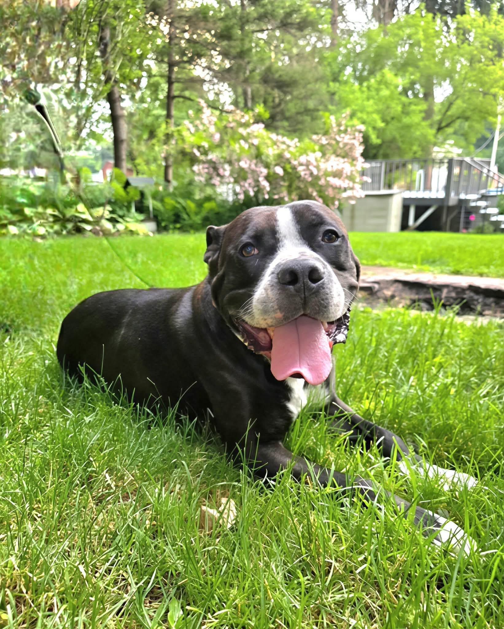 Danger, a ADOPTABLE mixed breed in Darien Center, NY image 3/4