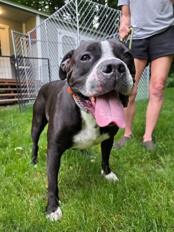 Danger, a ADOPTABLE mixed breed in Darien Center, NY image 4/4
