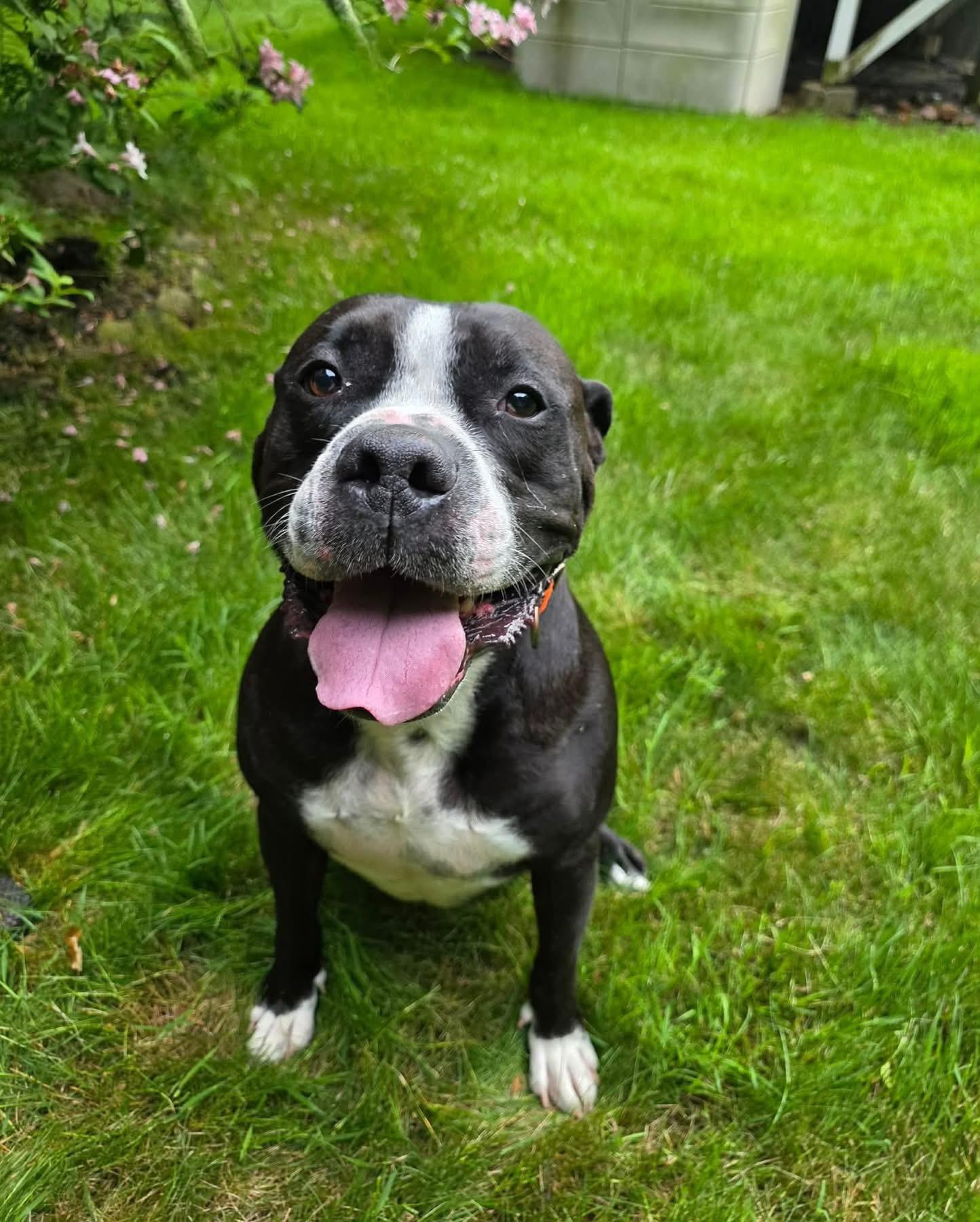Danger, ADOPTABLE, Senior Male Labrador Retriever & Pit Bull Terrier.