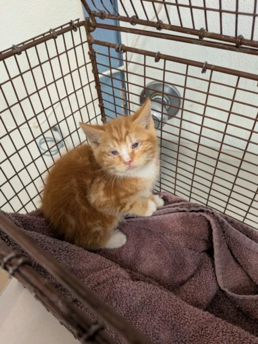 Enlarge LORENZO, a Adoptable Domestic Short Hair in Hayward, CA image 1/1