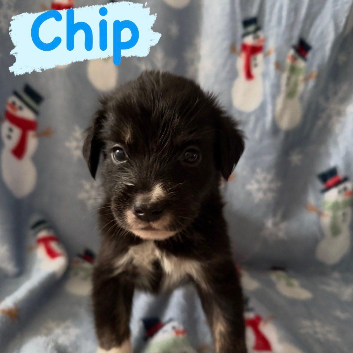 Chip, ADOPTABLE, Puppy Male Husky & Border Collie.