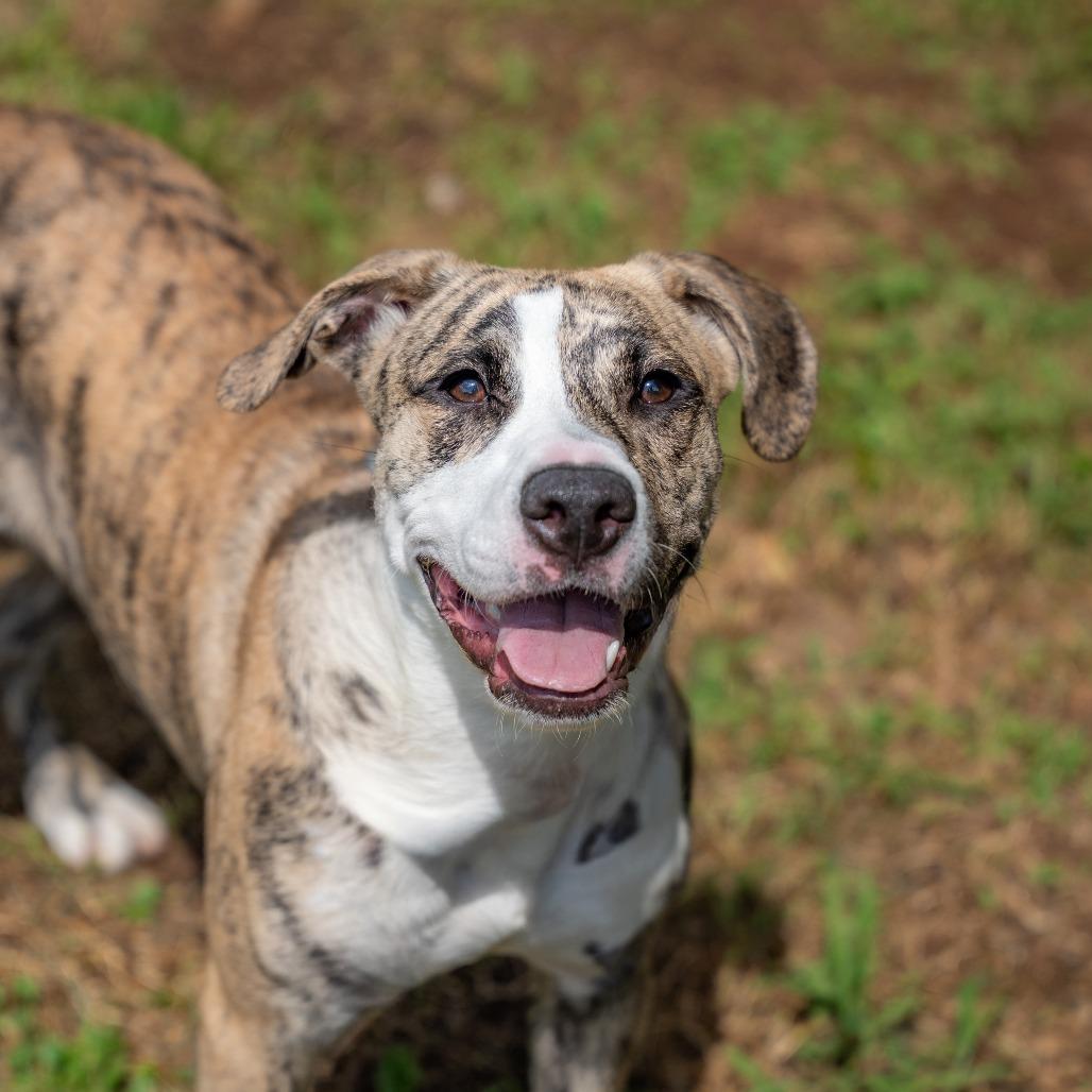 Winnie, Adoptable, Young Female Terrier & Mixed Breed.