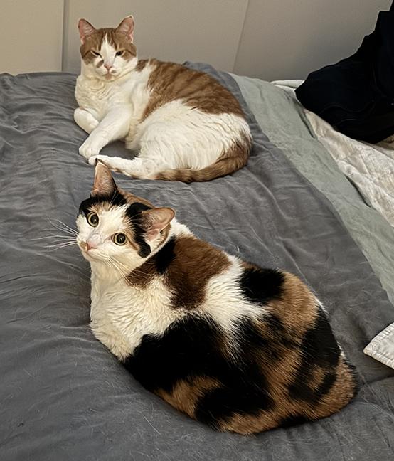 Pumpkin & Toffee photo 3