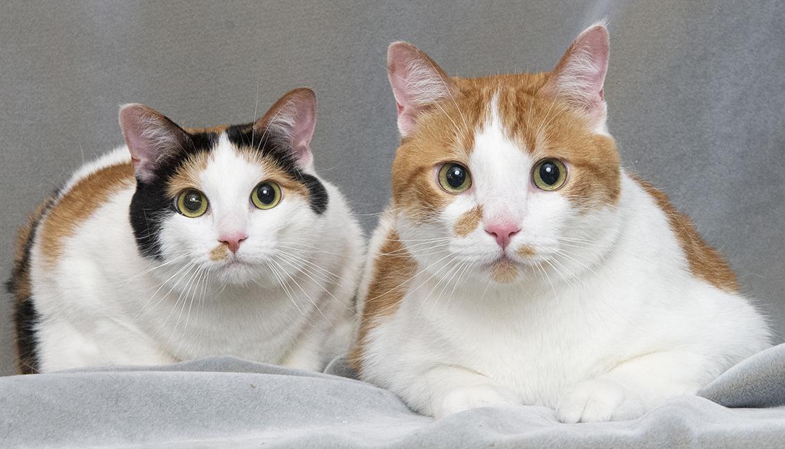 Pumpkin & Toffee, Adult Female Domestic Short Hair