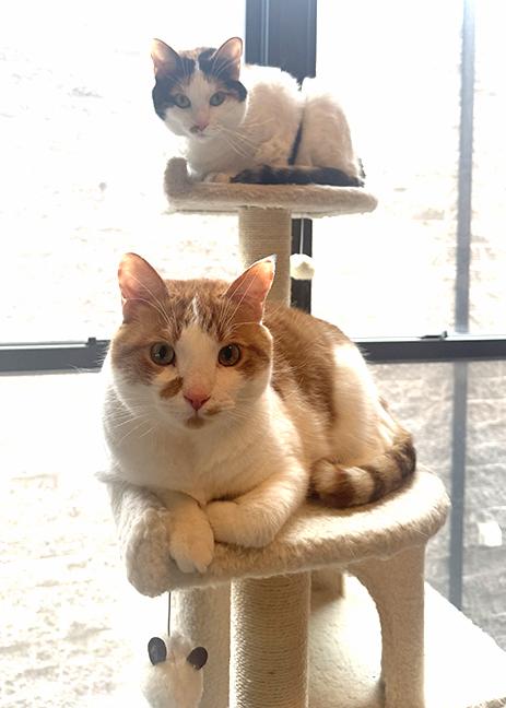 Pumpkin & Toffee photo 2