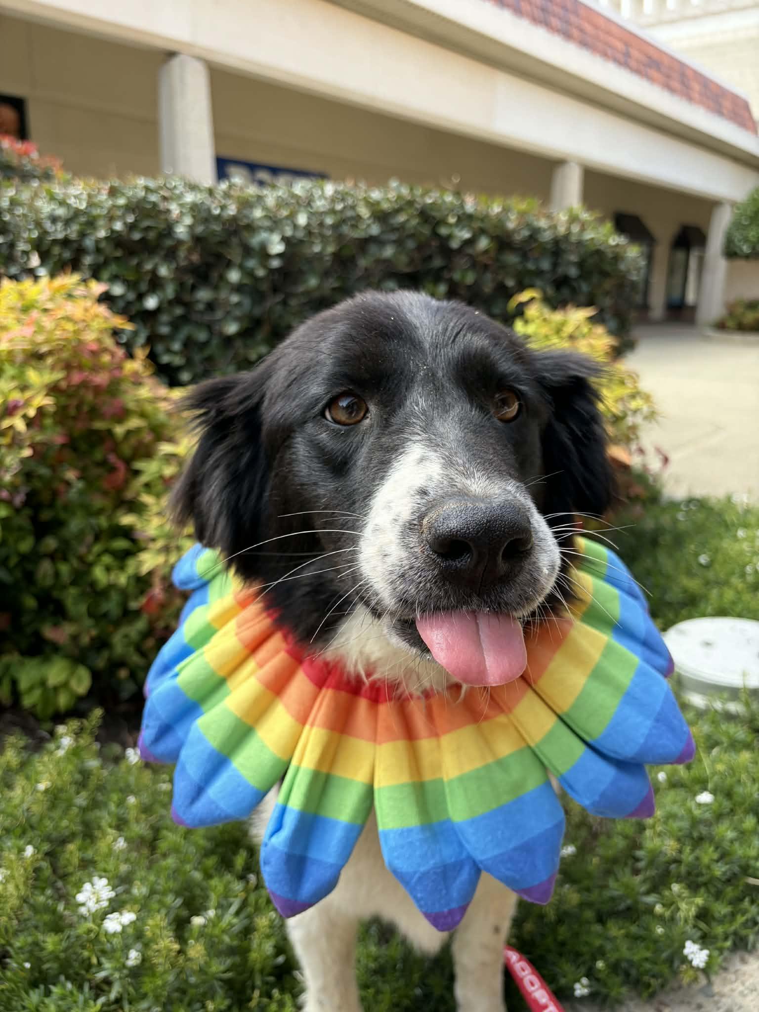 Enlarge Charlie, a ADOPTABLE mixed breed in San Jose, CA image 4/4