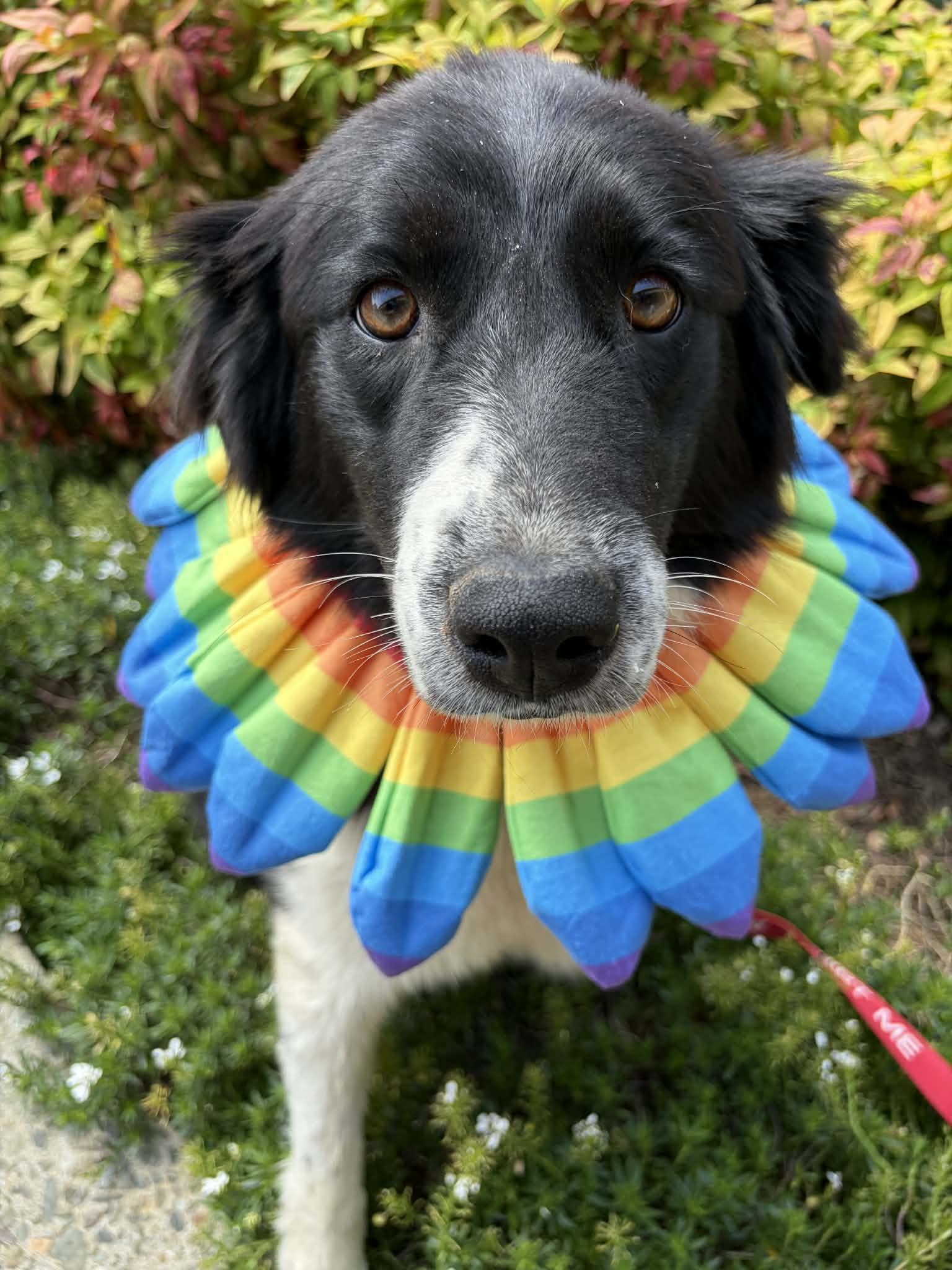 Enlarge Charlie, a ADOPTABLE mixed breed in San Jose, CA image 3/4