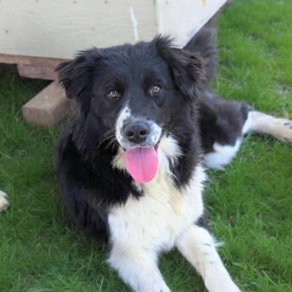 Enlarge Charlie, a ADOPTABLE mixed breed in San Jose, CA image 1/1