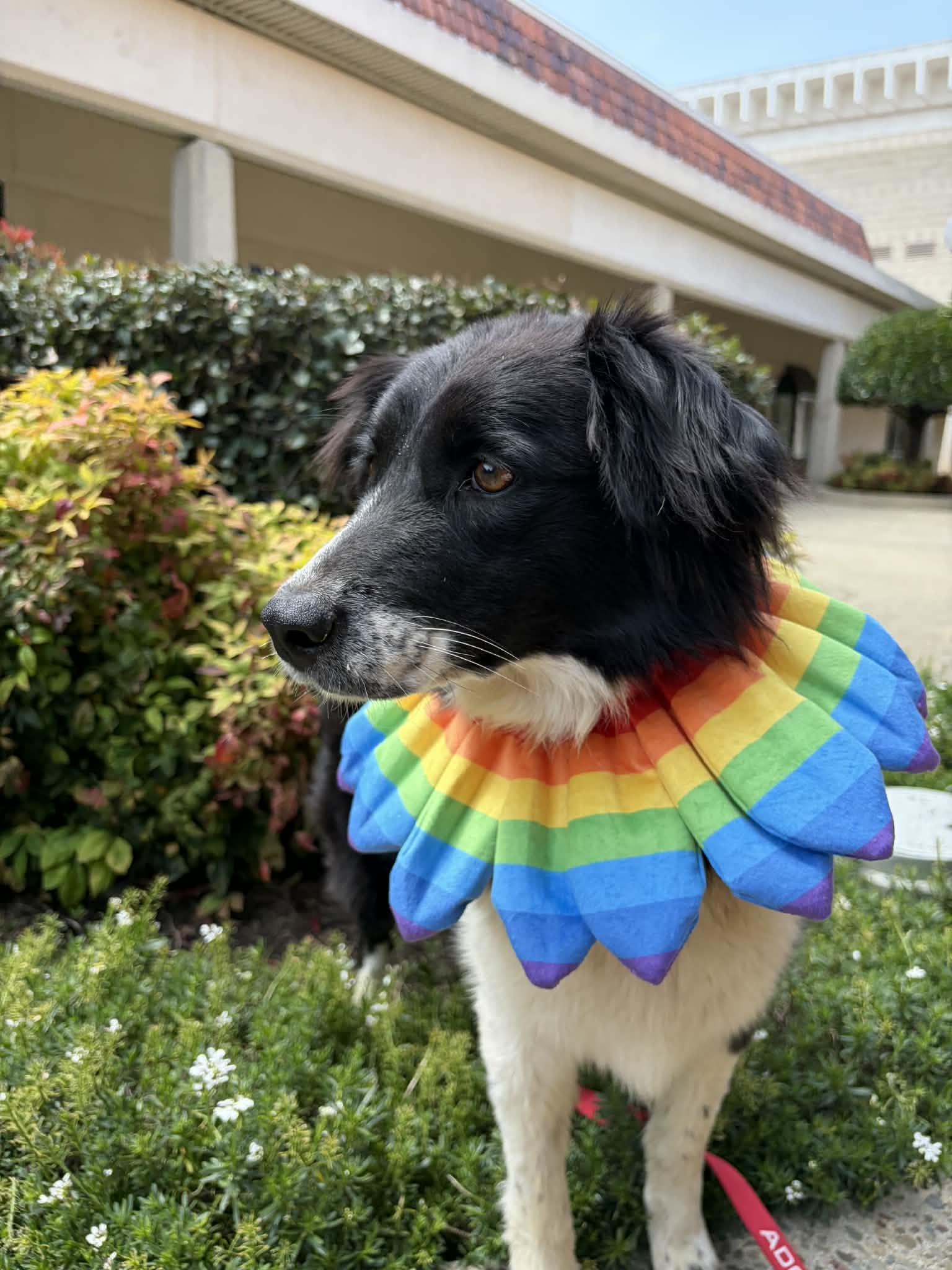 Enlarge Charlie, a ADOPTABLE mixed breed in San Jose, CA image 2/4