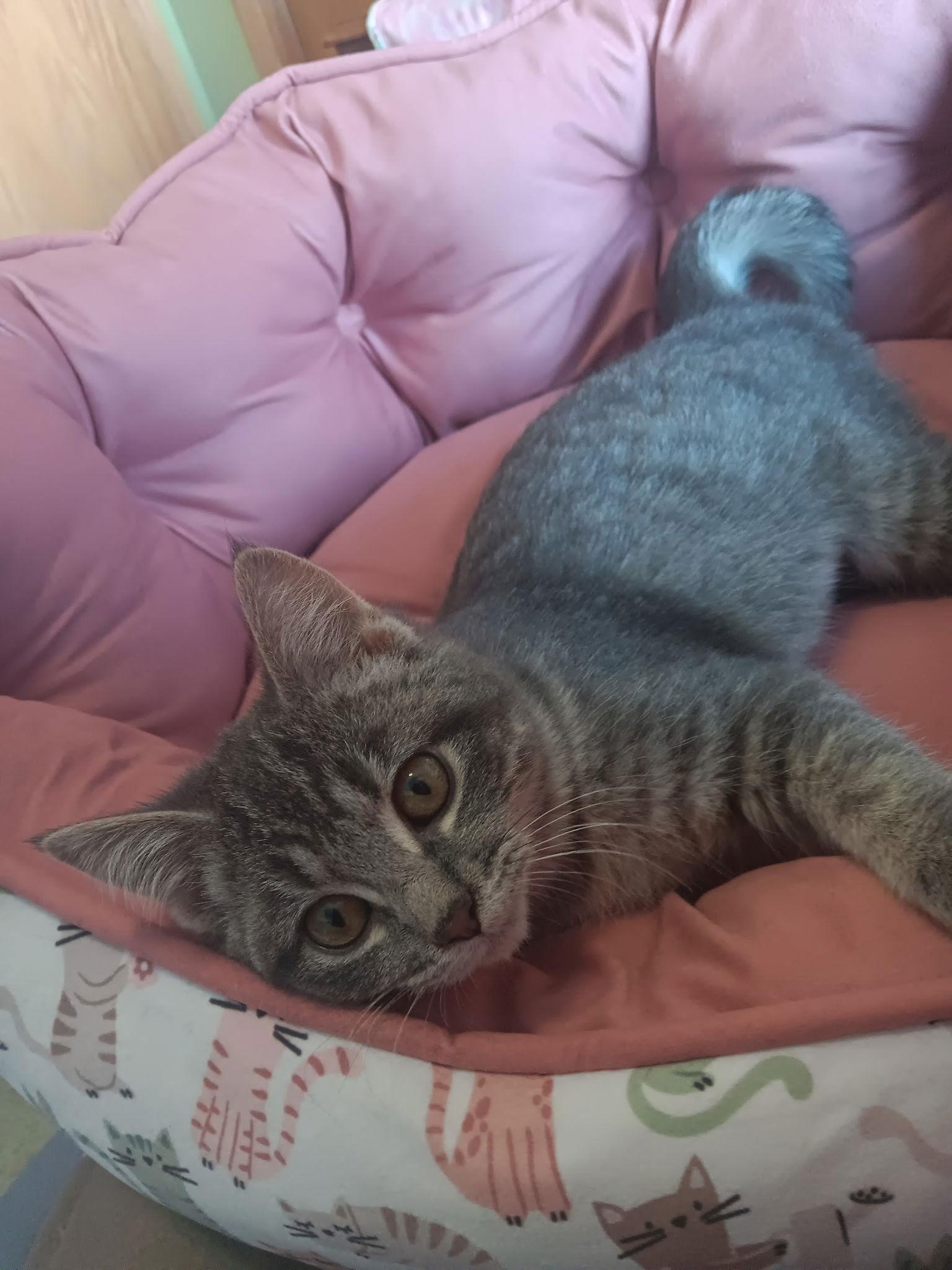 Enlarge Valerie, a Adopted Domestic Short Hair in Forest Lake, MN image 2/2