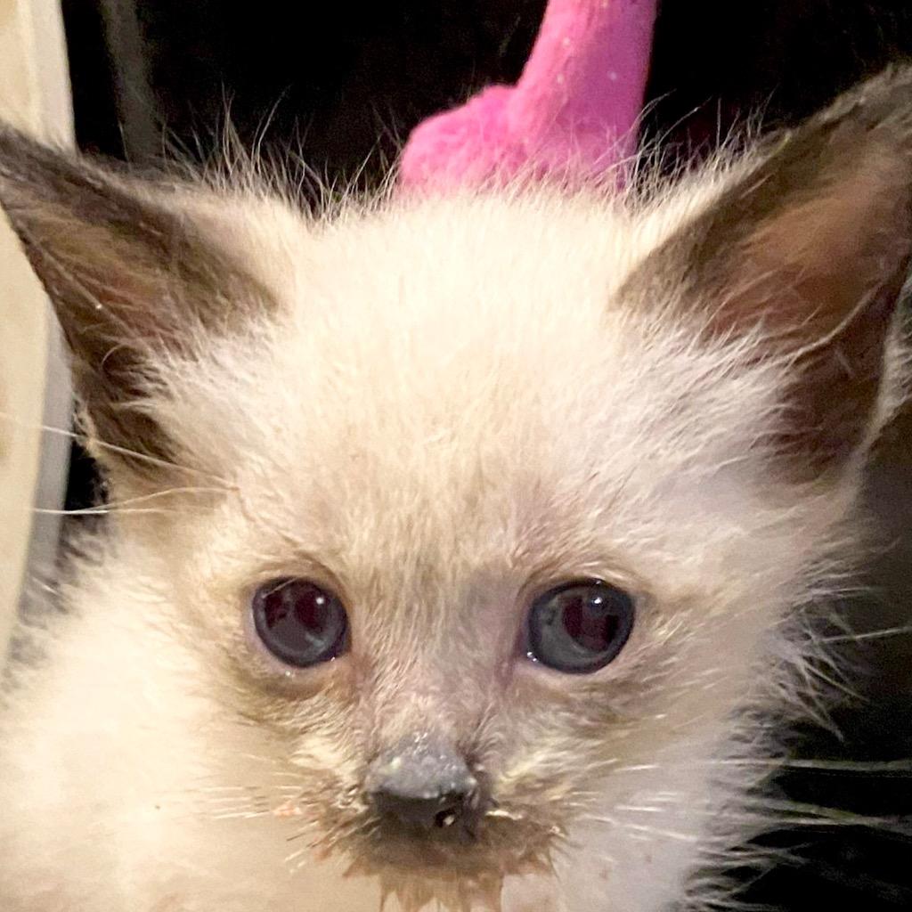 Waltz Dancer, Adopted, Young Female Siamese.