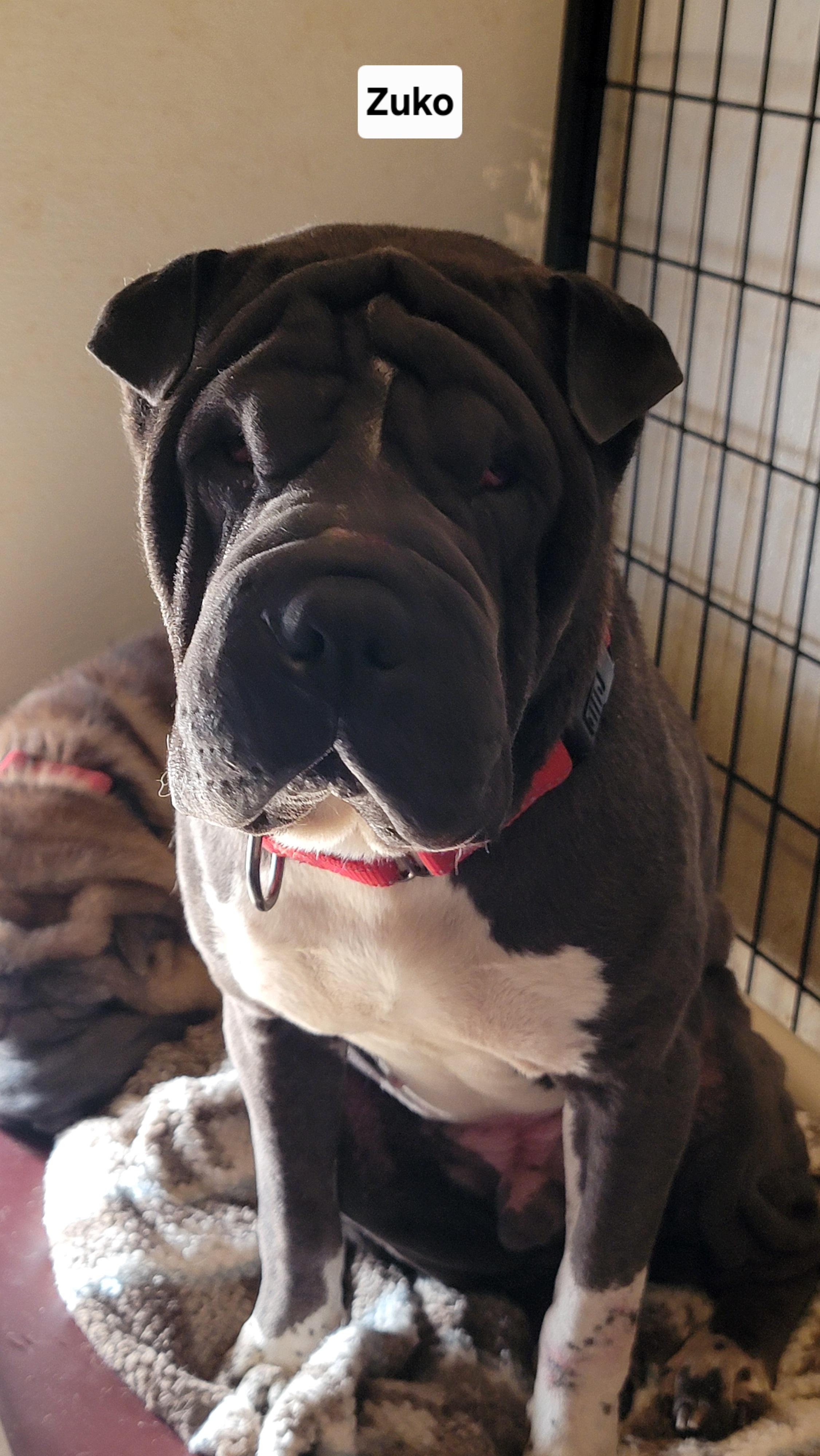 Enlarge Zuko, a Adoptable Shar-Pei in Wever, IA image 1/4