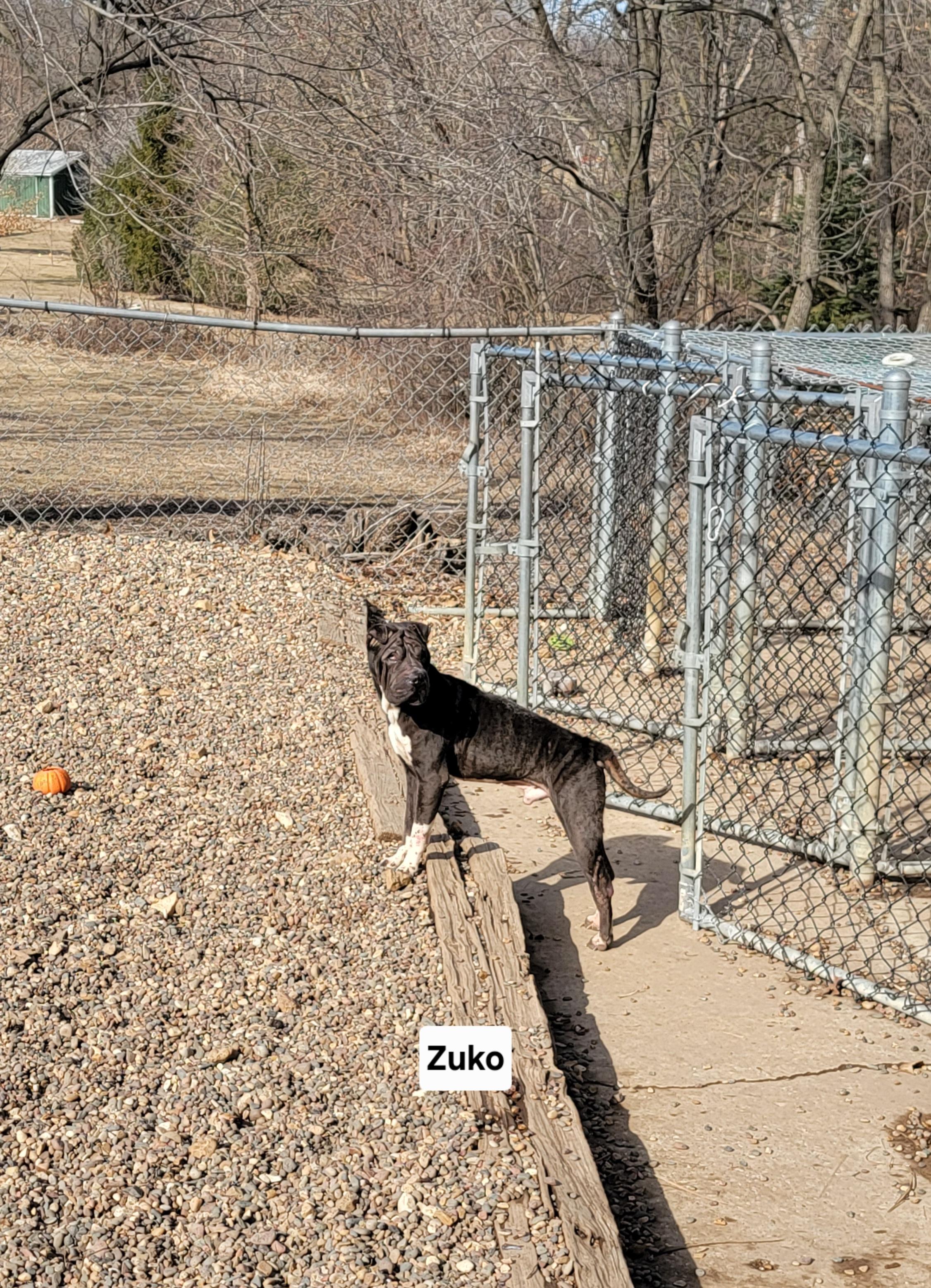 Enlarge Zuko, a Adoptable Shar-Pei in Wever, IA image 2/4