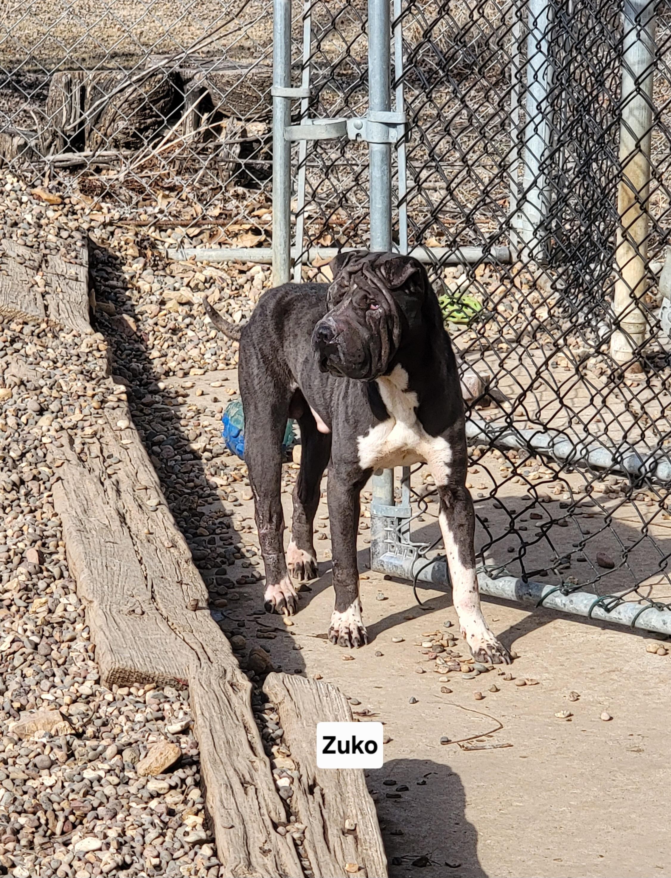 Enlarge Zuko, a Adoptable Shar-Pei in Wever, IA image 3/4