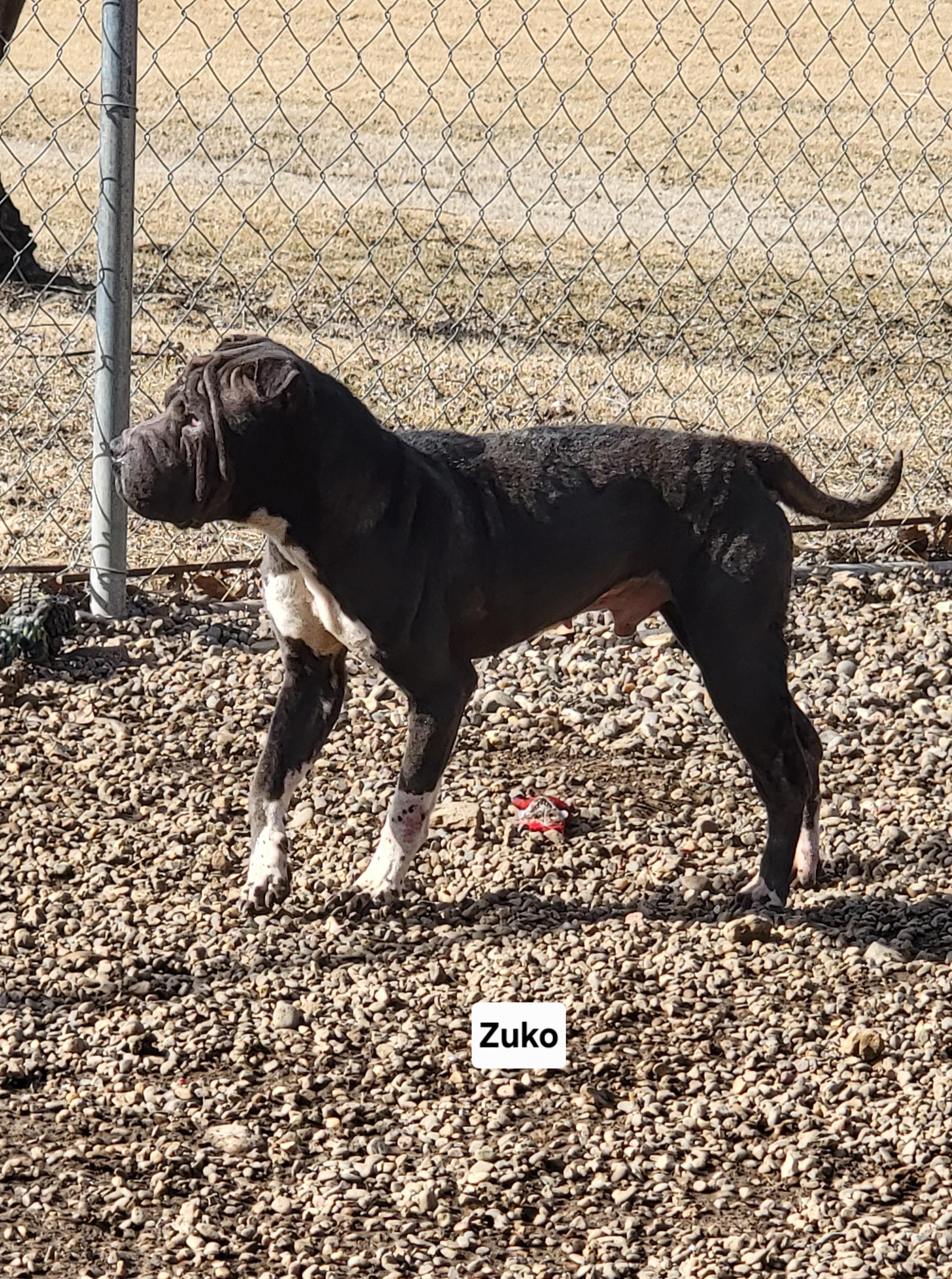 Enlarge Zuko, a Adoptable Shar-Pei in Wever, IA image 4/4