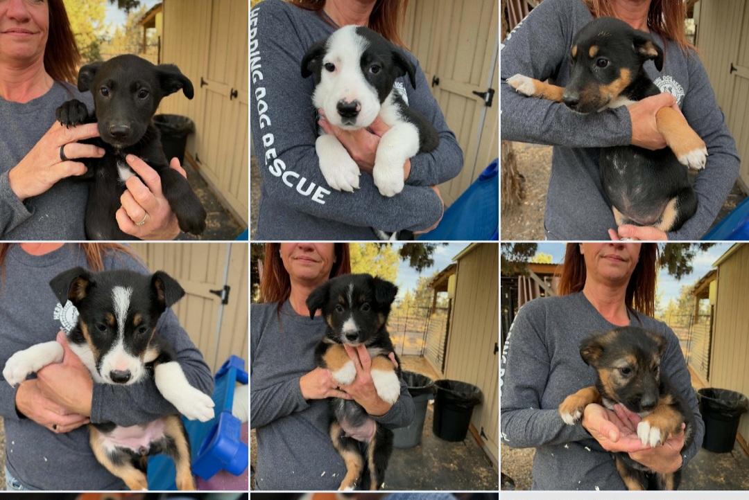 Aussie Mix Puppies, Adoptable, Puppy Male Australian Shepherd & Border Collie.