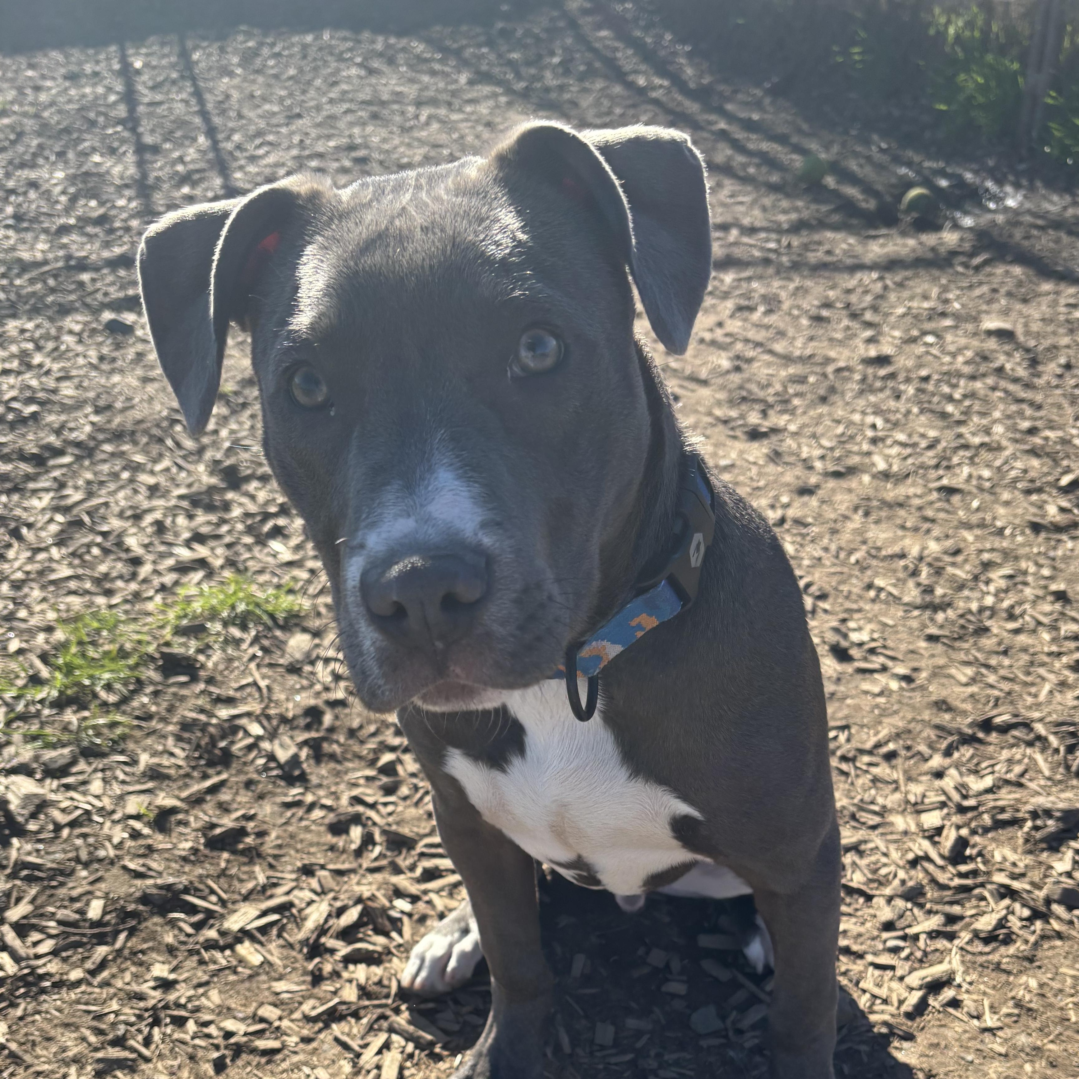 Enlarge Nacho, a Adoptable mixed breed in The Dalles, OR image 3/4