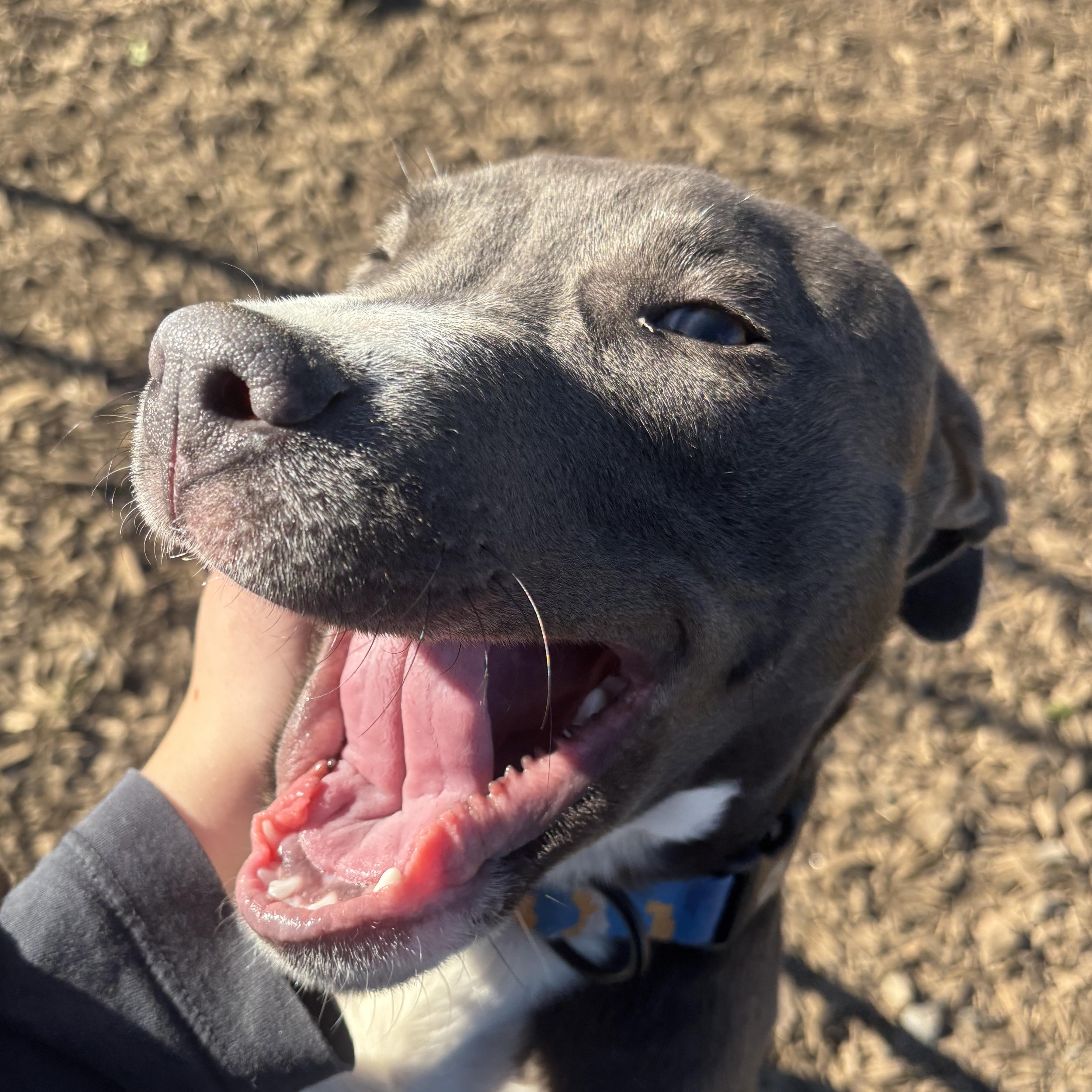 Nacho, Adoptable, Young Male Pit Bull Terrier.