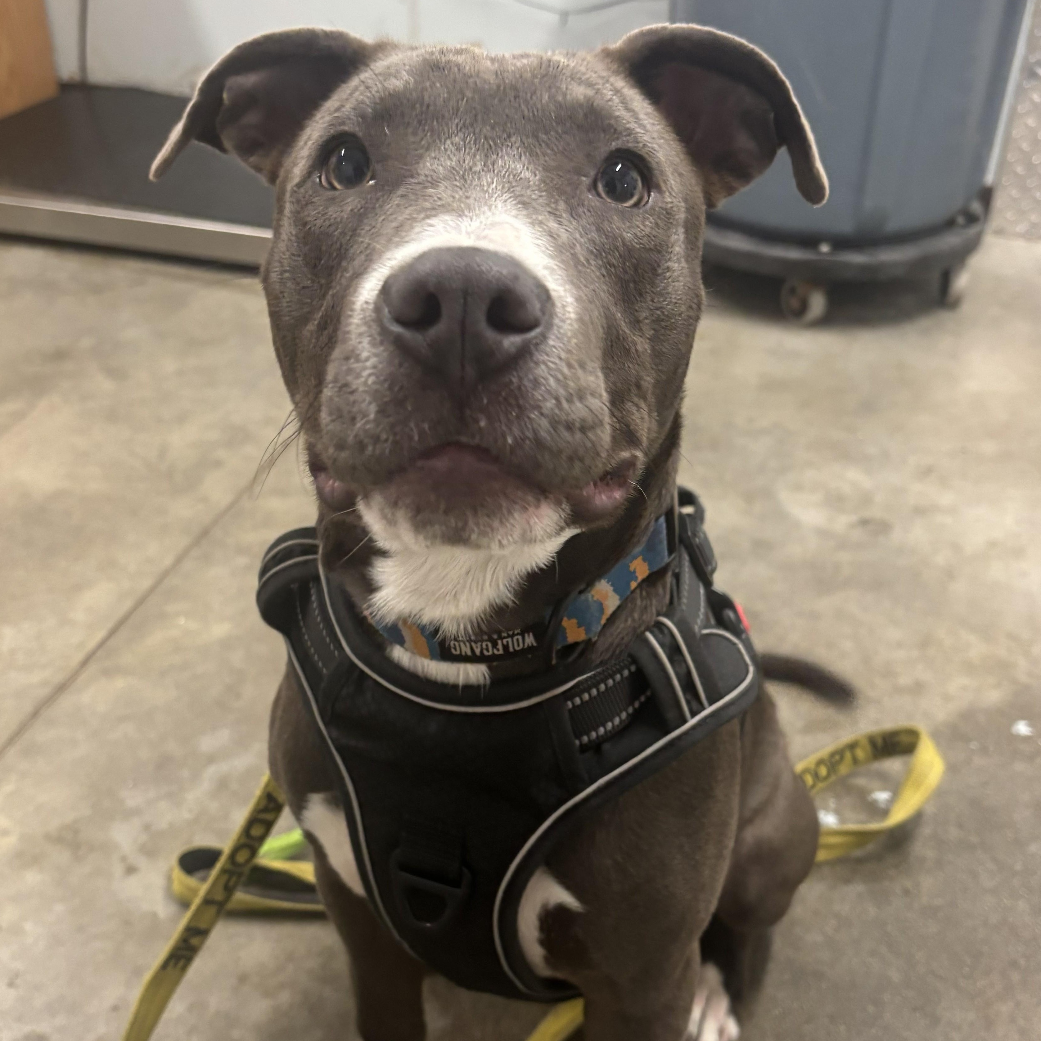 Enlarge Nacho, a Adoptable mixed breed in The Dalles, OR image 3/6