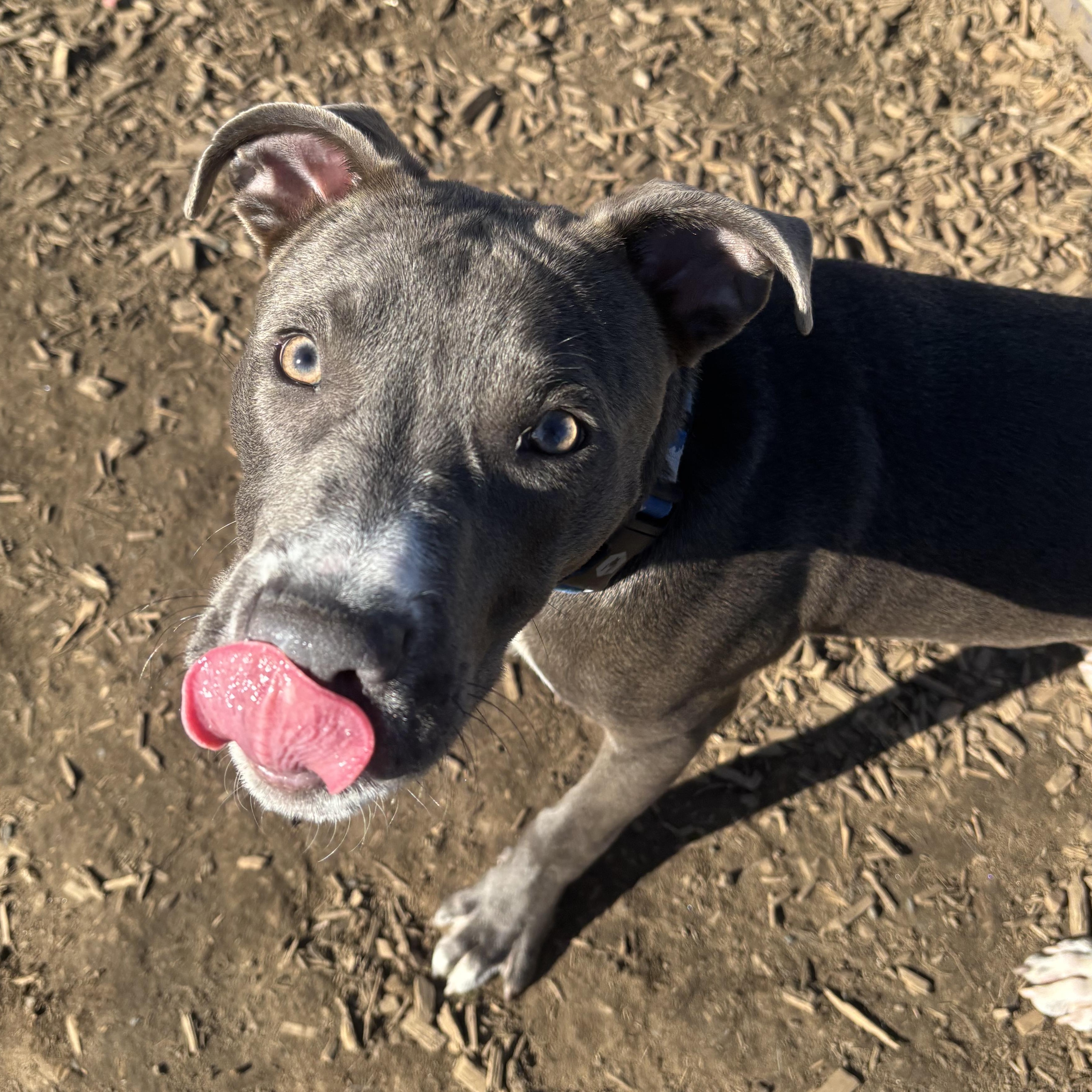 Enlarge Nacho, a Adoptable mixed breed in The Dalles, OR image 2/4