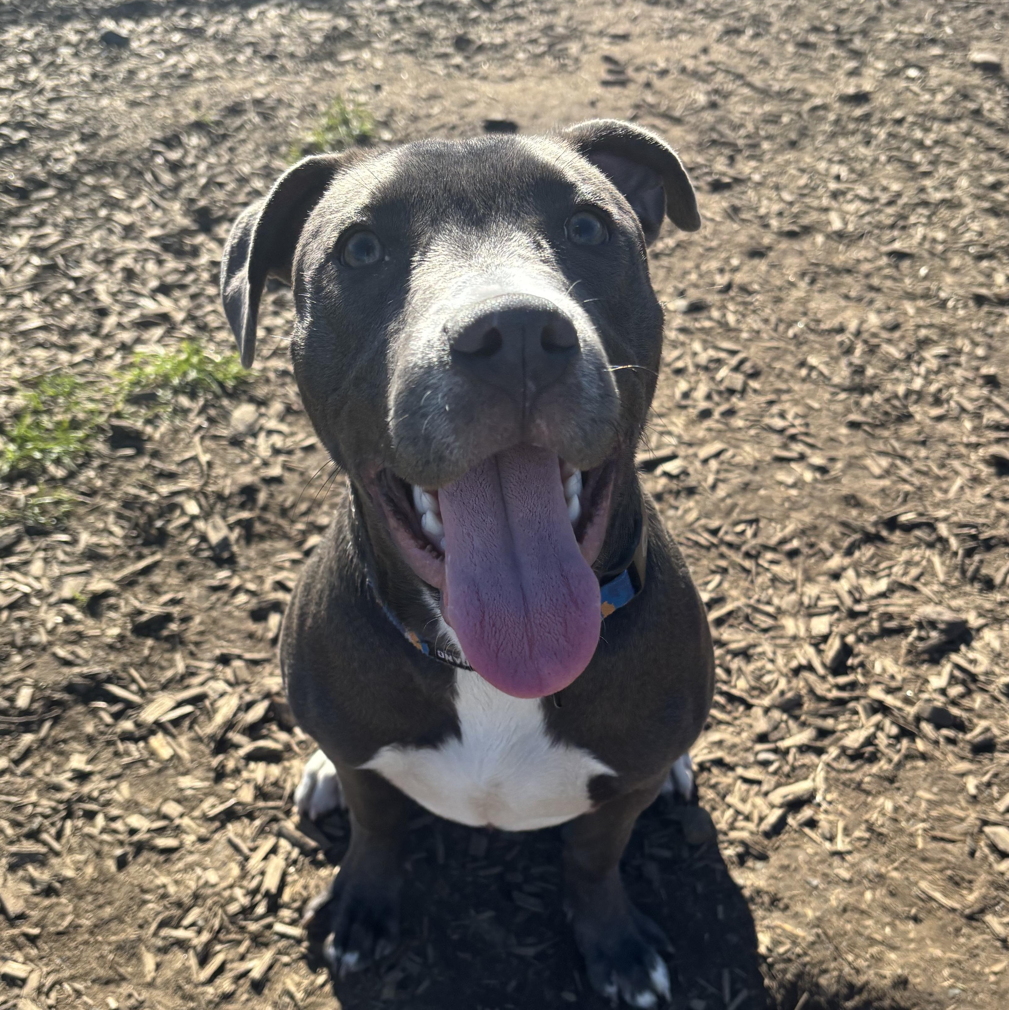 Enlarge Nacho, a Adoptable mixed breed in The Dalles, OR image 4/4