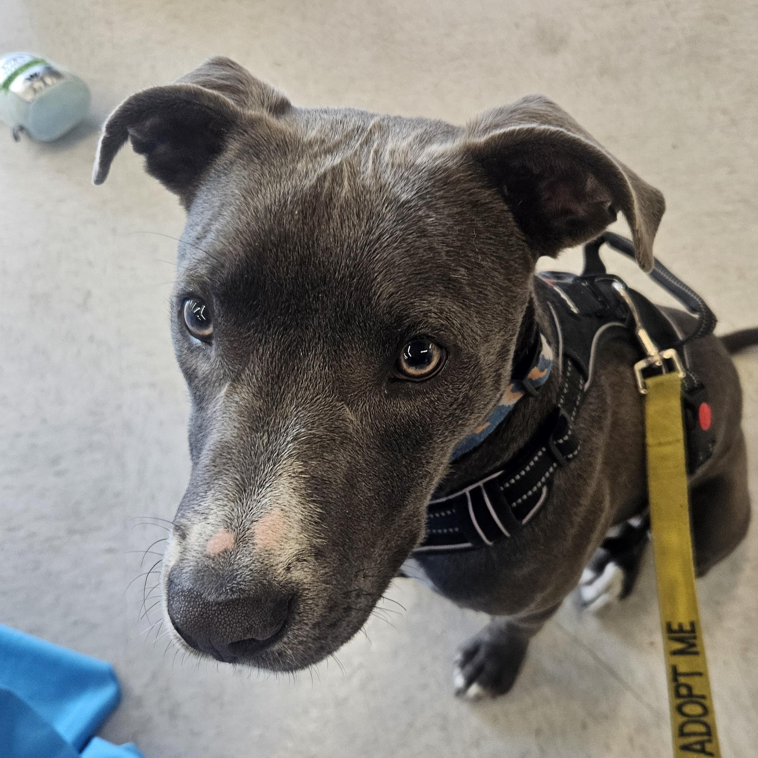 Enlarge Nacho, a Adoptable mixed breed in The Dalles, OR image 2/6