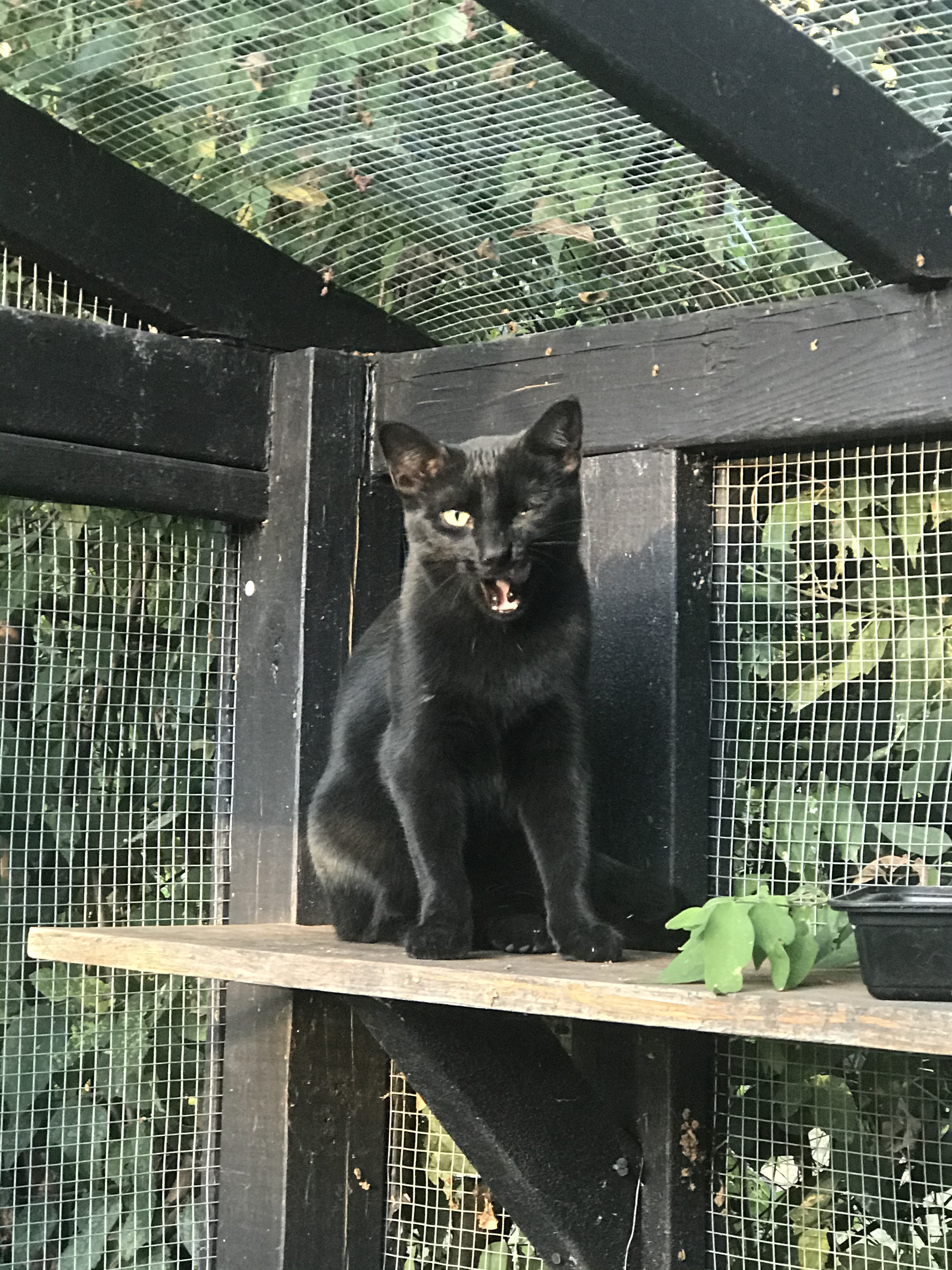 Zena, a Adoptable mixed breed in Haltom City, TX image 1/4