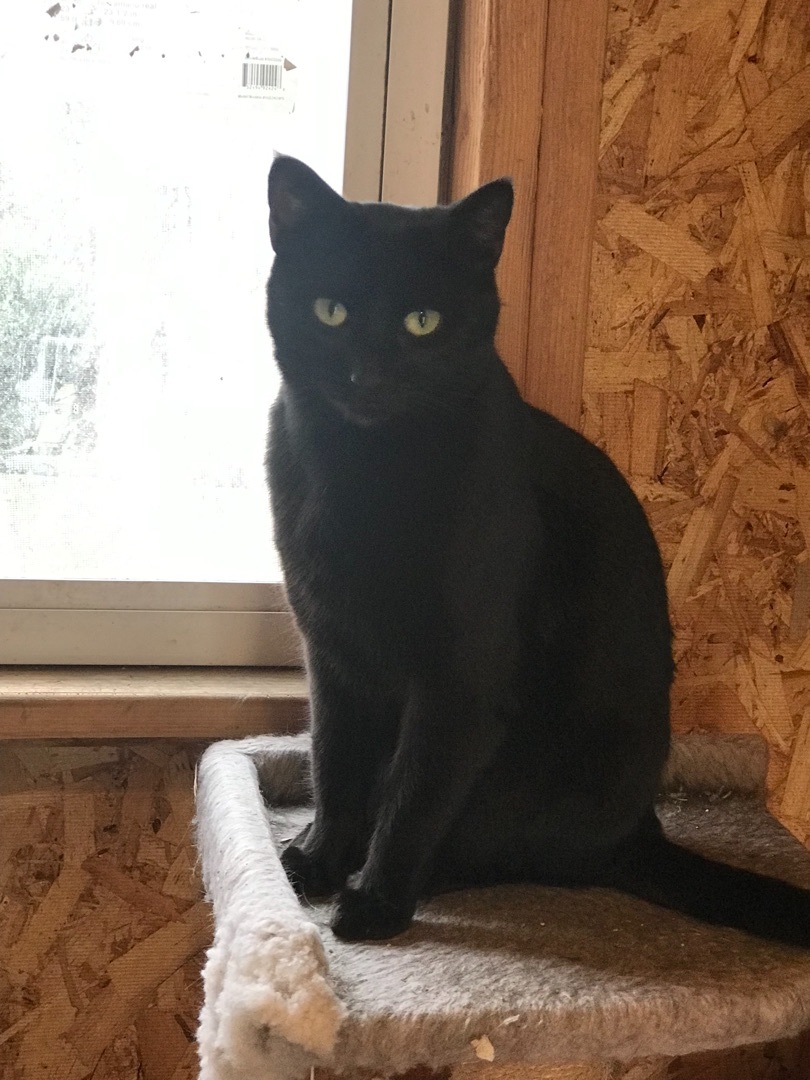 Zena, a Adoptable mixed breed in Haltom City, TX image 2/4