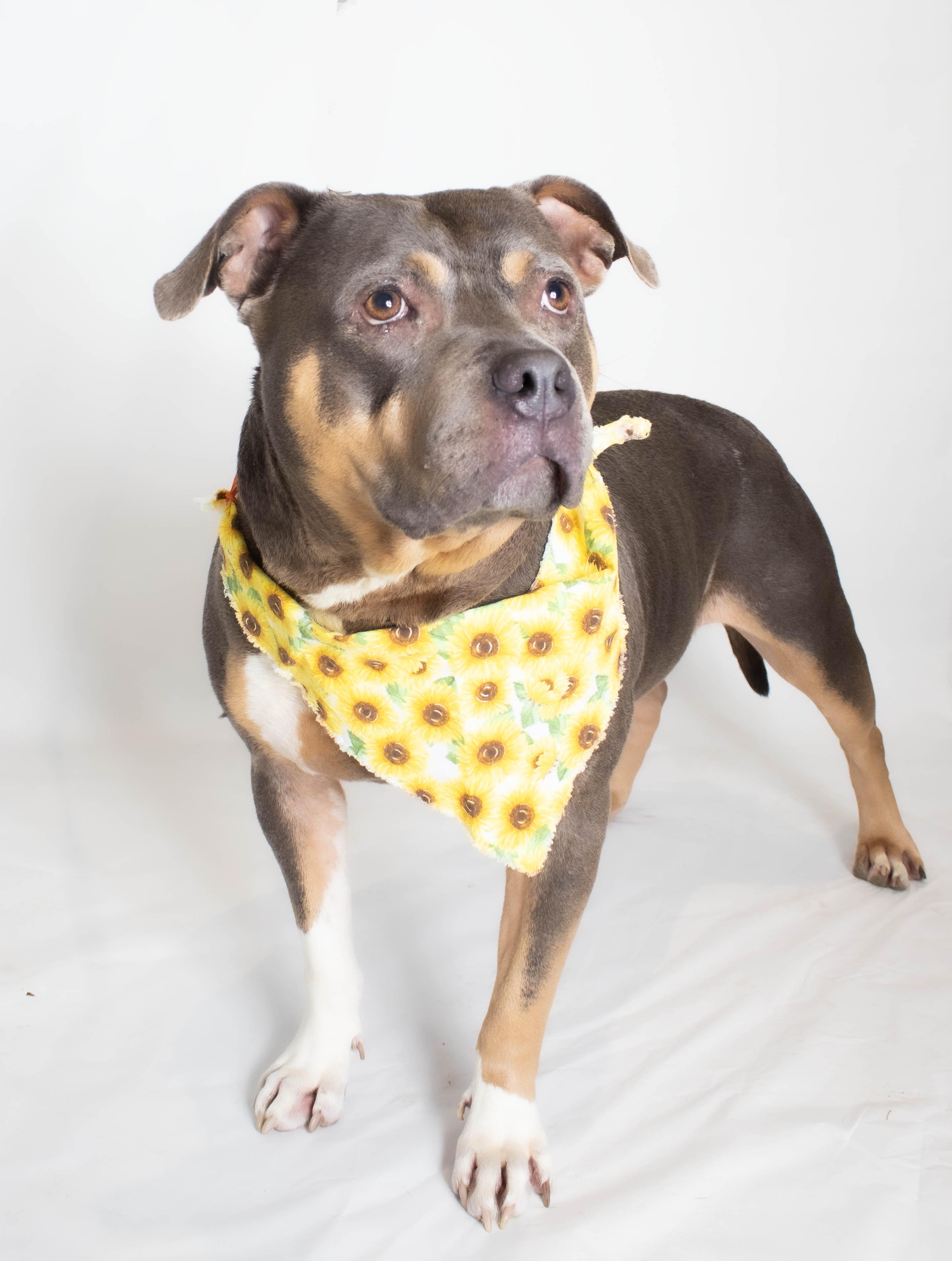 Bibi, Adult Female Pit Bull Terrier