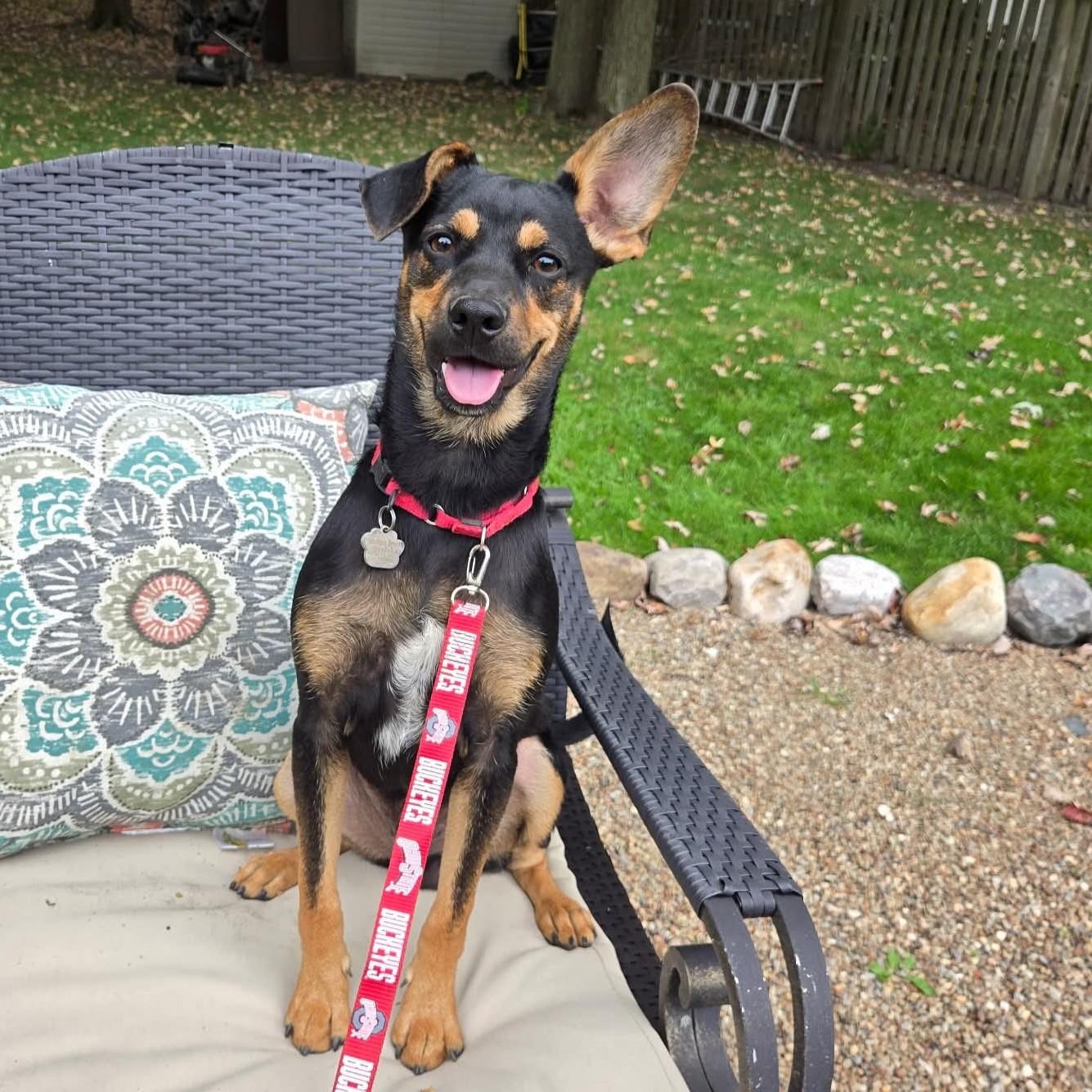 Matt, Adoptable, Young Male Rottweiler.