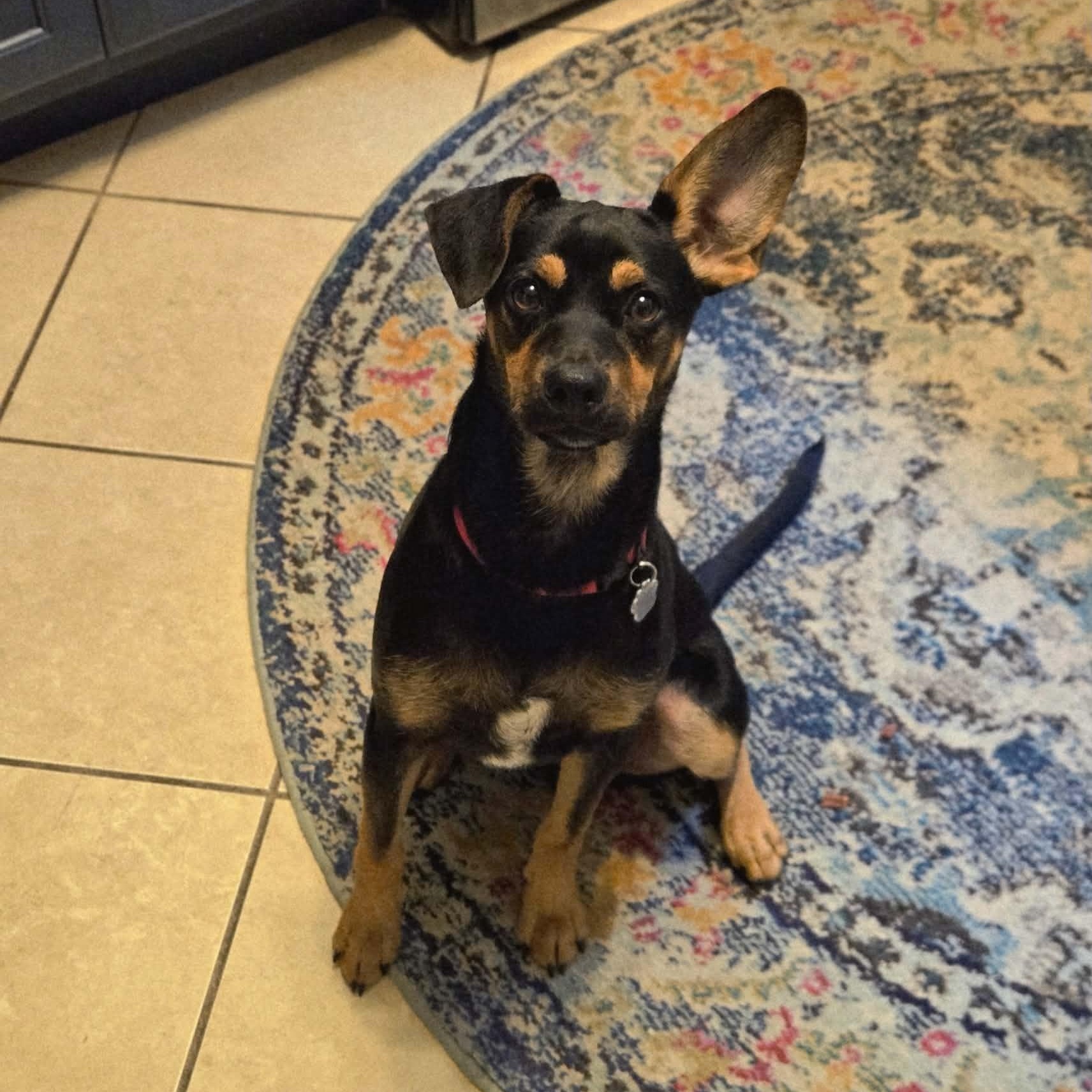 Enlarge Matt, a Adoptable mixed breed in Grafton, OH image 4/5