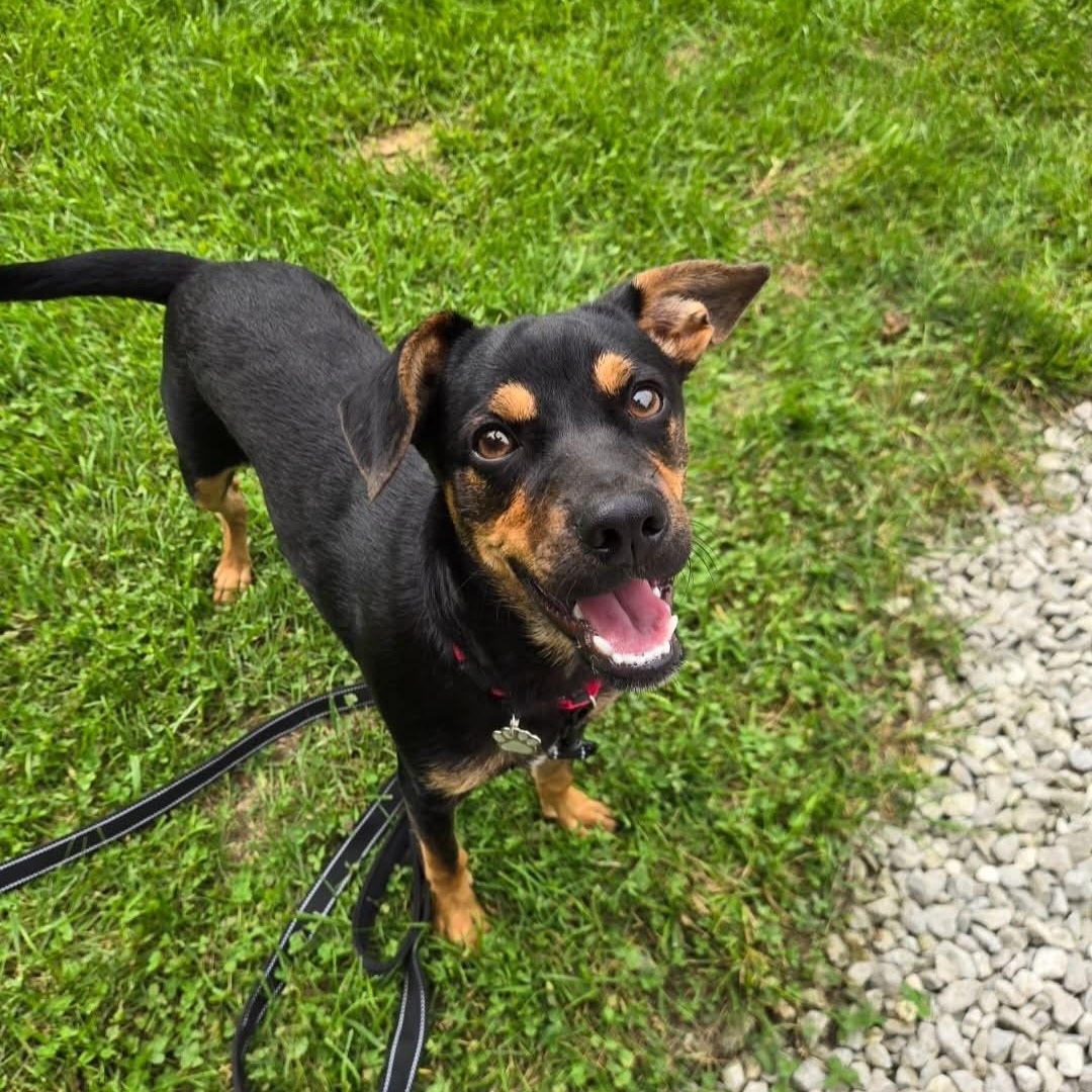 Enlarge Matt, a Adoptable mixed breed in Grafton, OH image 2/5