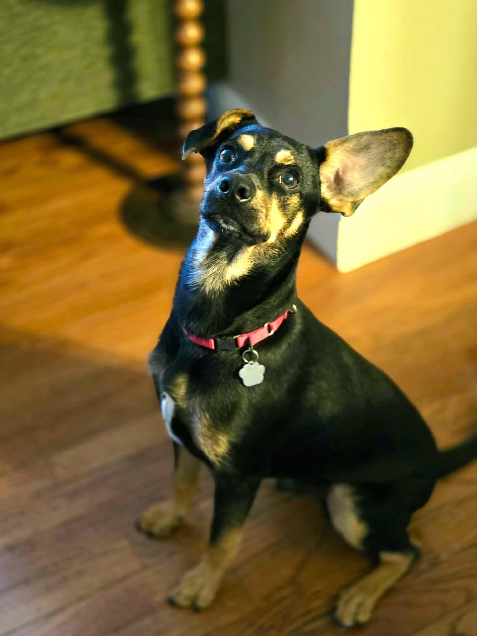 Enlarge Matt, a Adoptable mixed breed in Grafton, OH image 5/5
