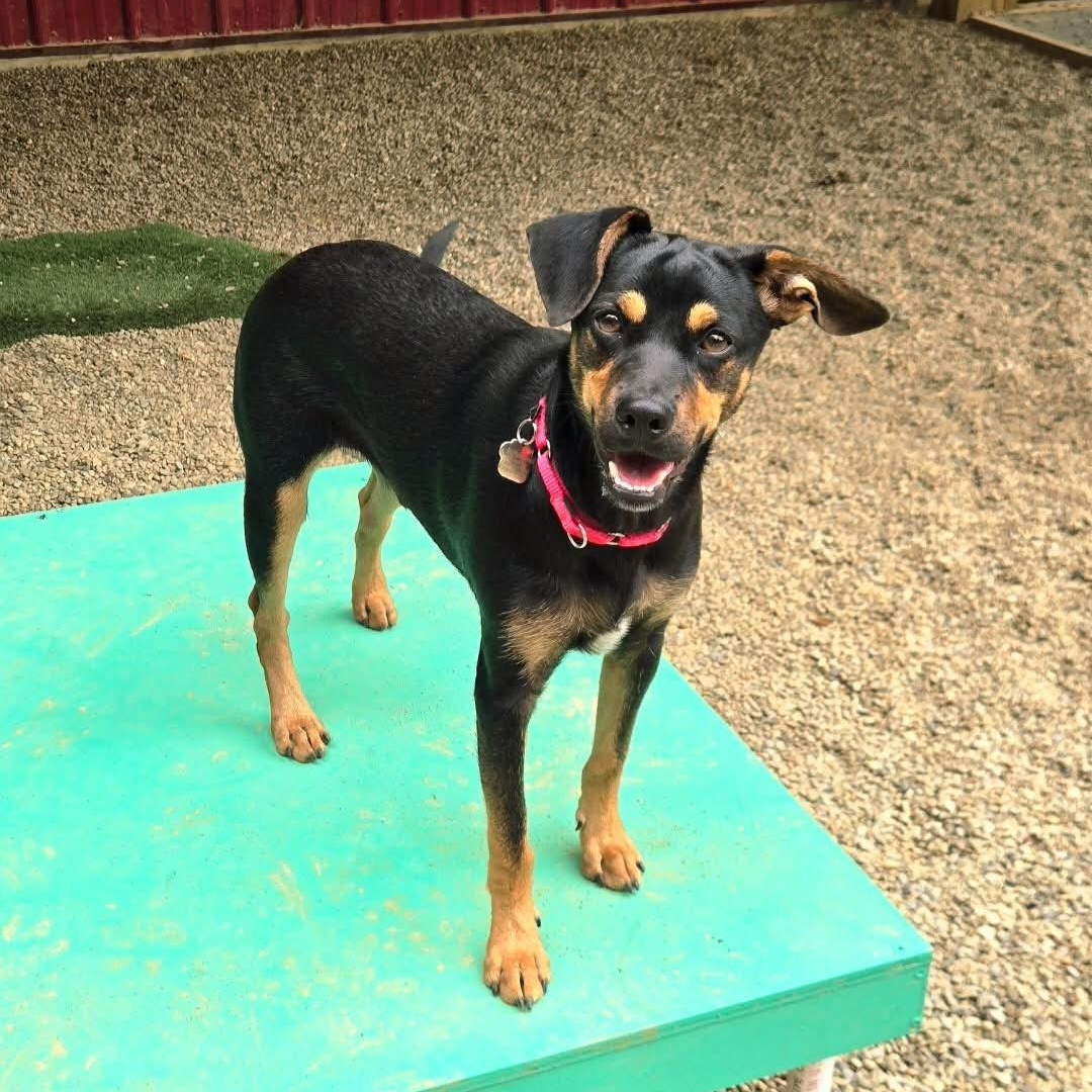 Enlarge Matt, a Adoptable mixed breed in Grafton, OH image 3/5