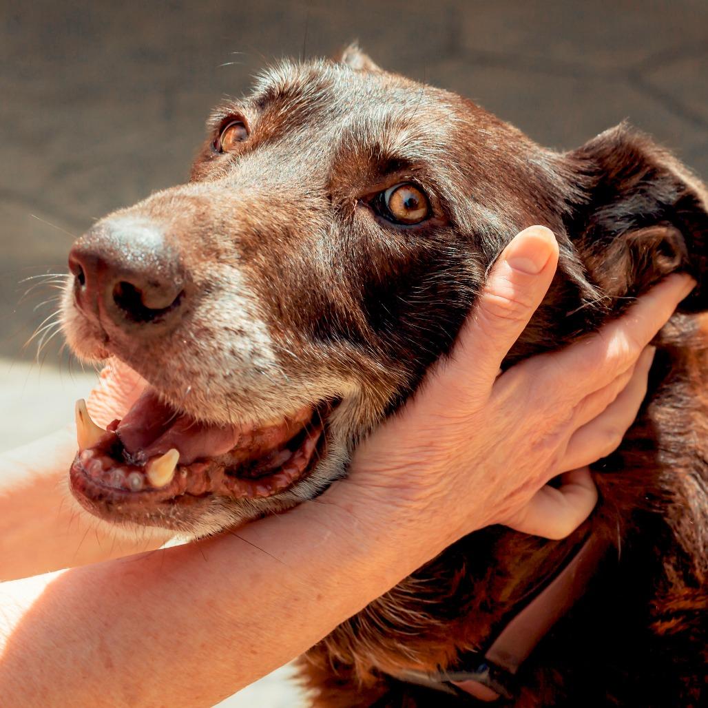 Enlarge Harley, a Adoptable mixed breed in Wichita, KS image 1/6